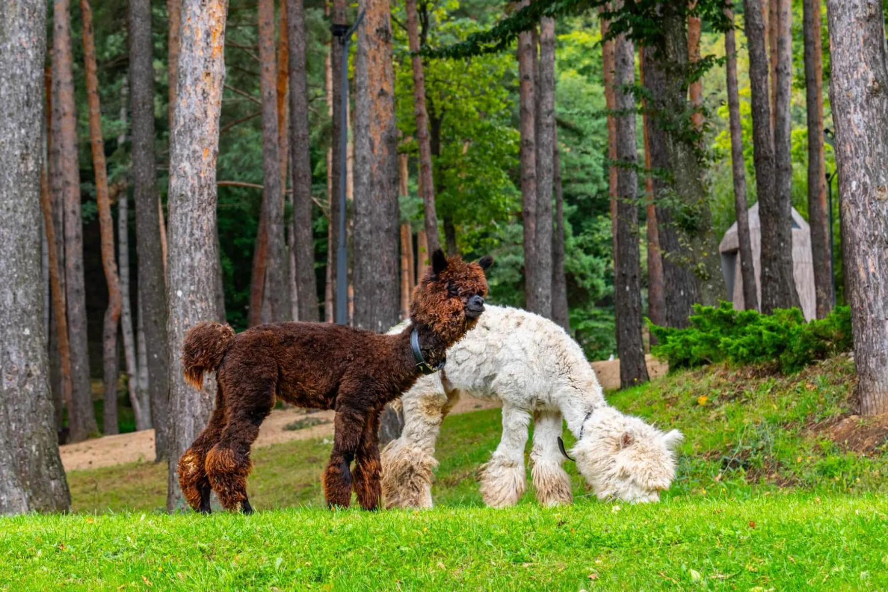 Animals in Bioli Wellness Resort