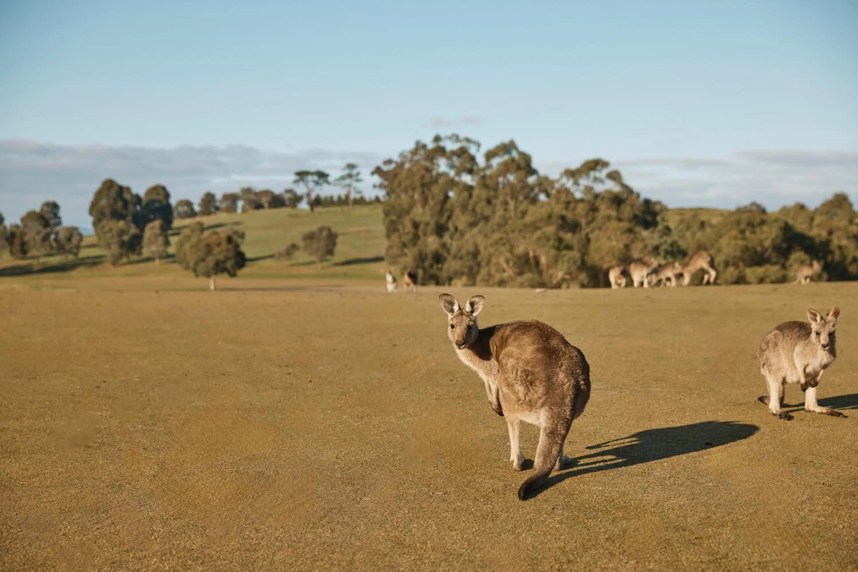 Animals in Yarra Valley Lodge