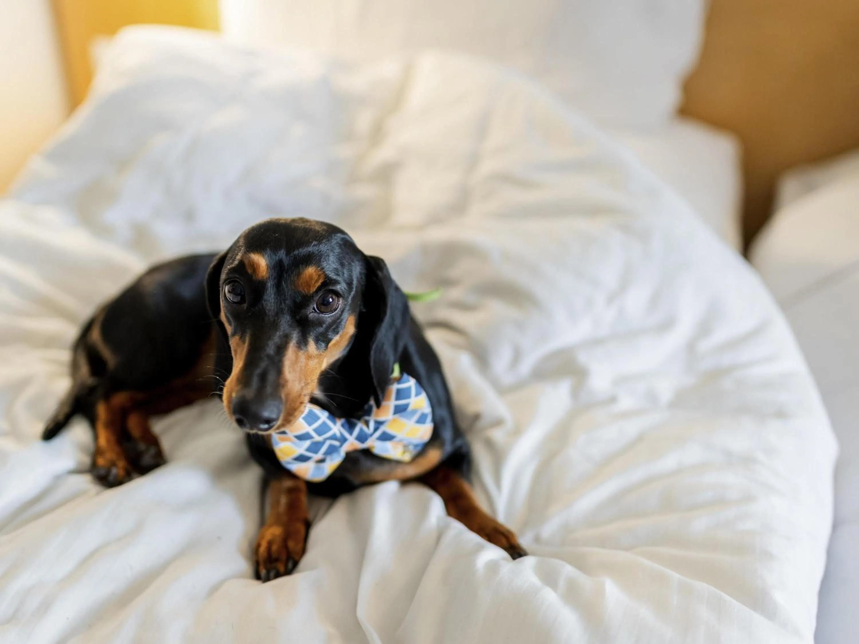 Bedroom, Bed in Ibis Chennai OMR - An Accor Brand