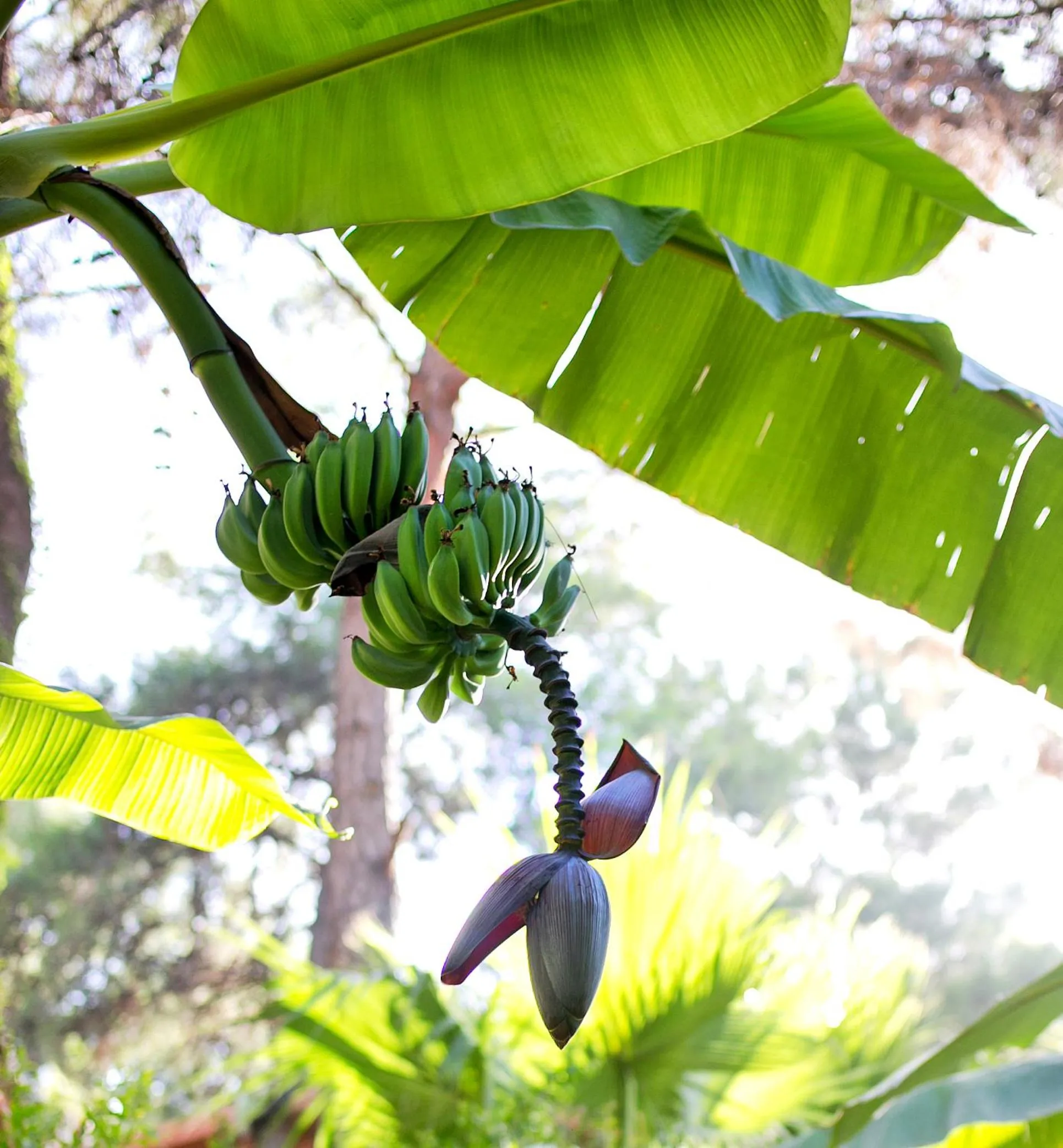 Garden in Martı Myra - Ultra All Inclusive