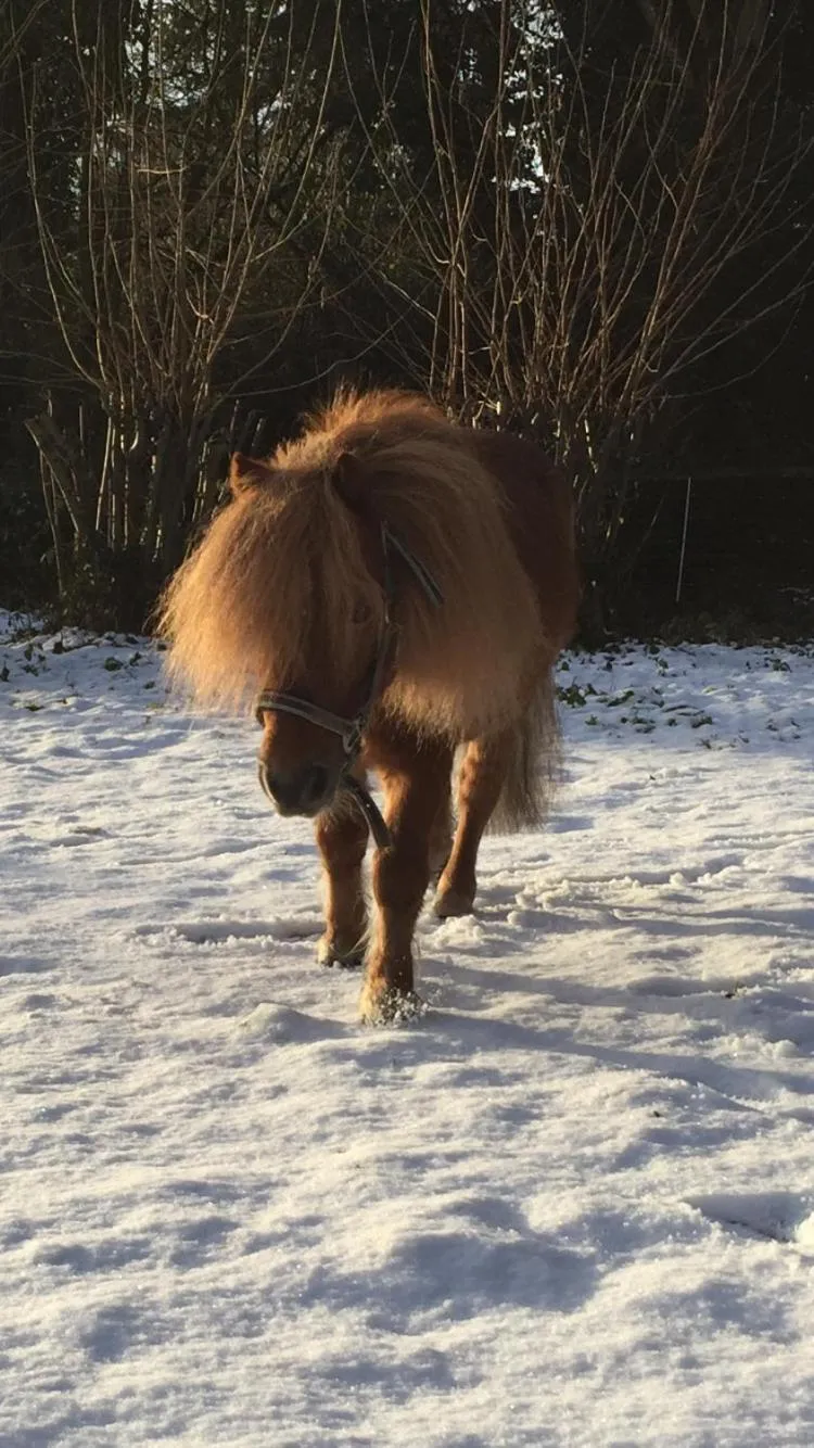 Horse-riding in Hotel Gut Moschenhof