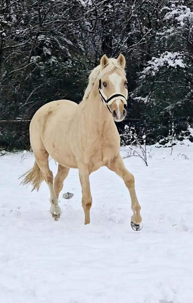Horse-riding in Hotel Gut Moschenhof