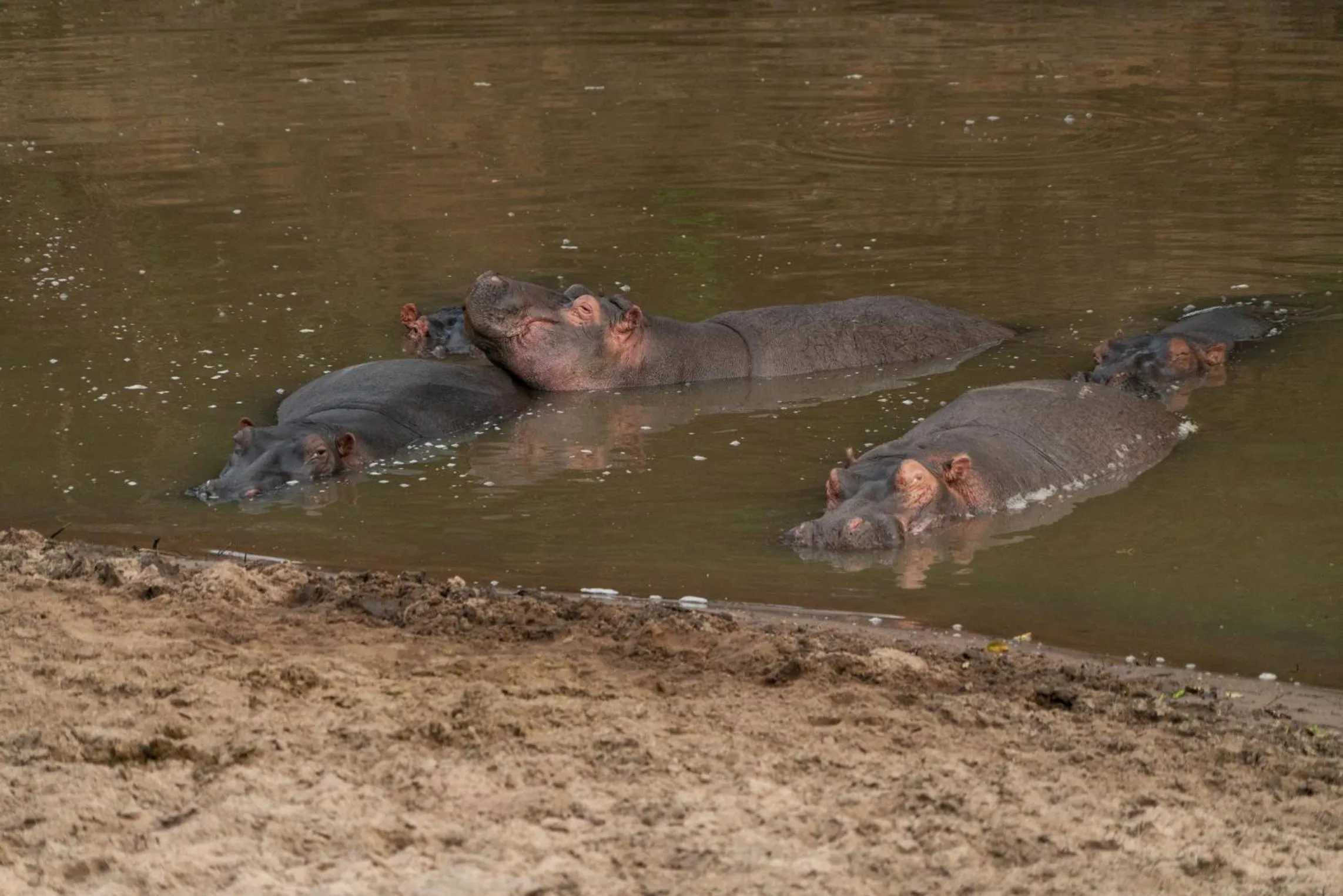 Animals in Olengoti Eco Safari Camp