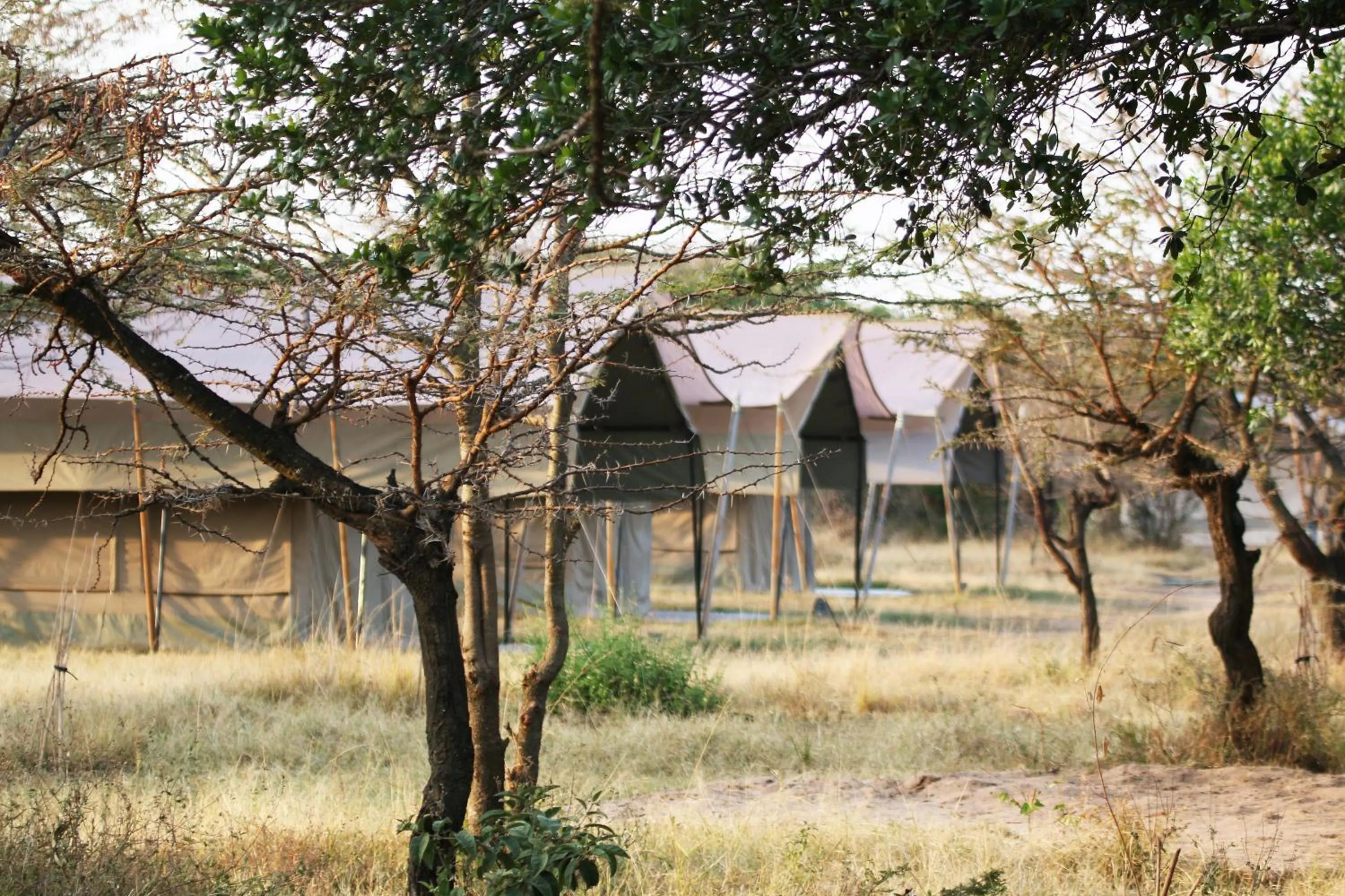 Property building in Olengoti Eco Safari Camp