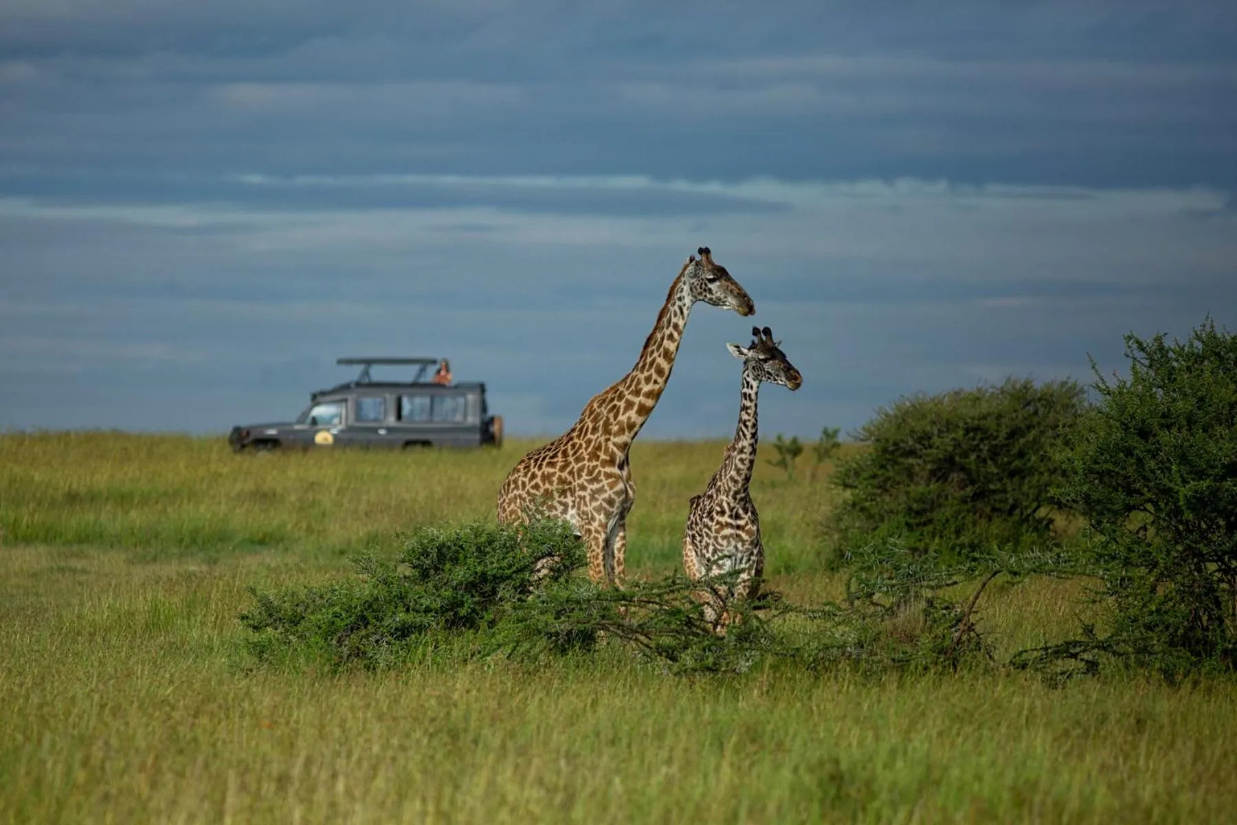 Animals in Pumzika Luxury Safari Camp