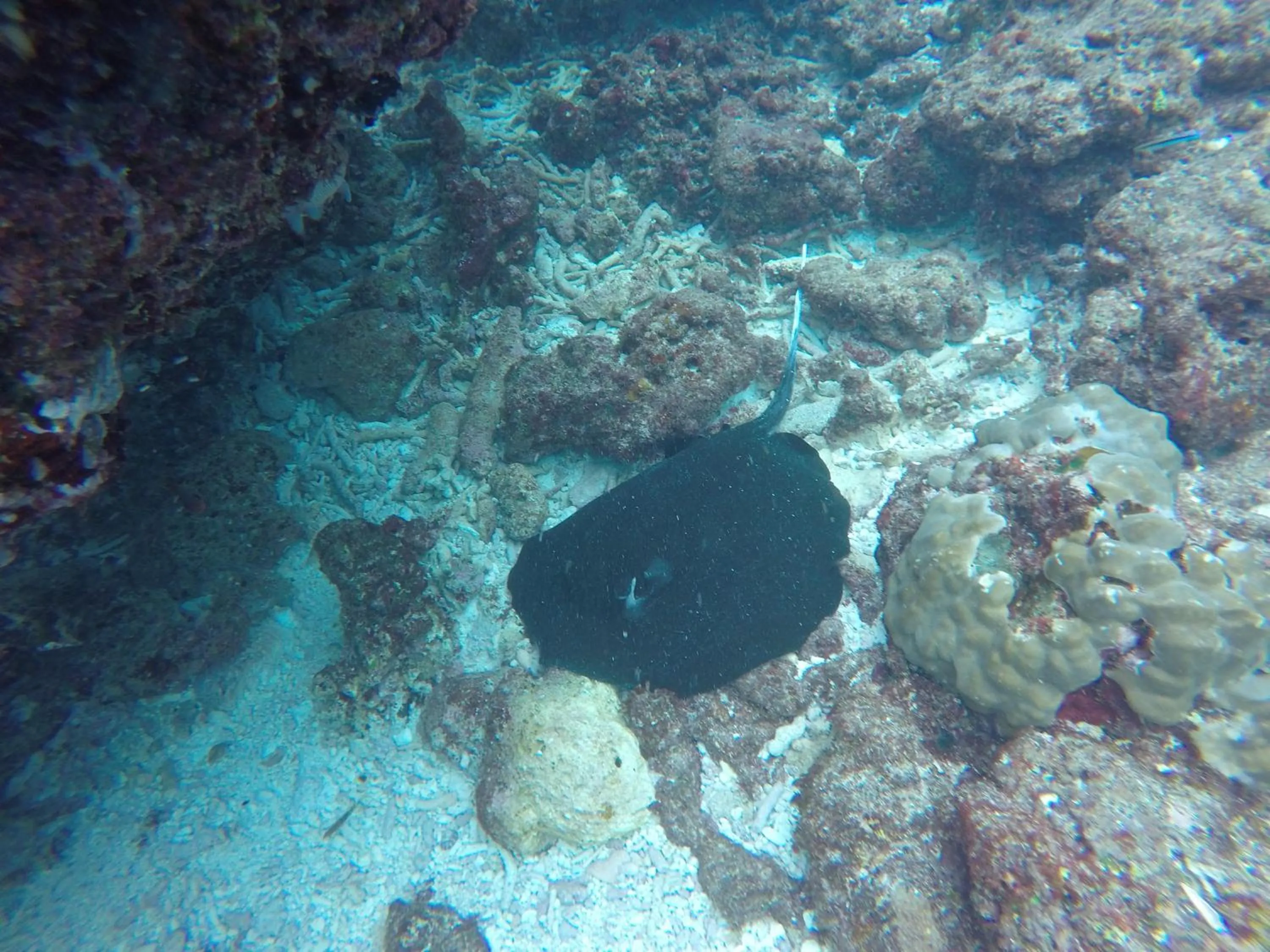 Snorkeling in Salt Beach Hotel