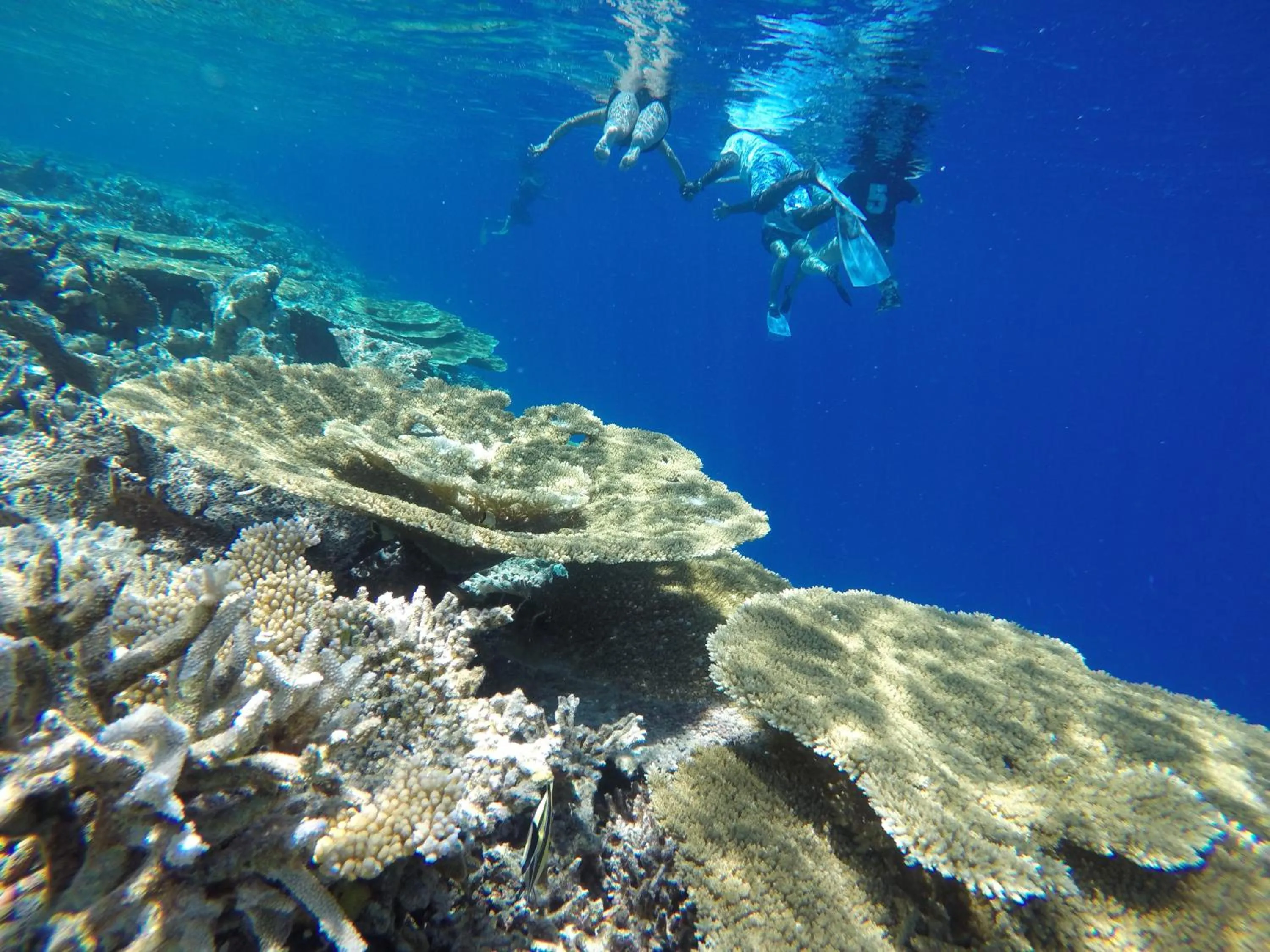 Snorkeling in Salt Beach Hotel