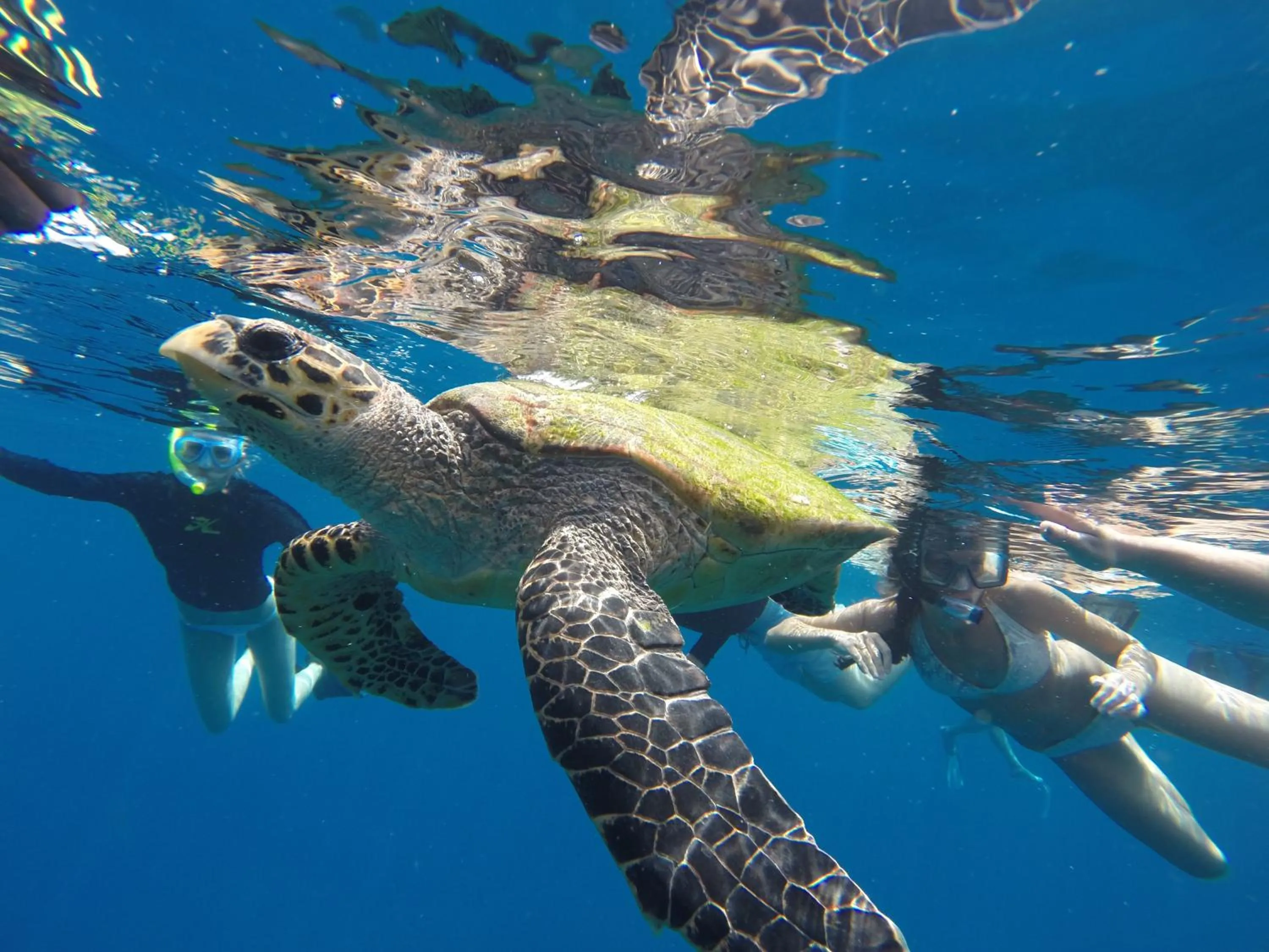 Snorkeling in Salt Beach Hotel