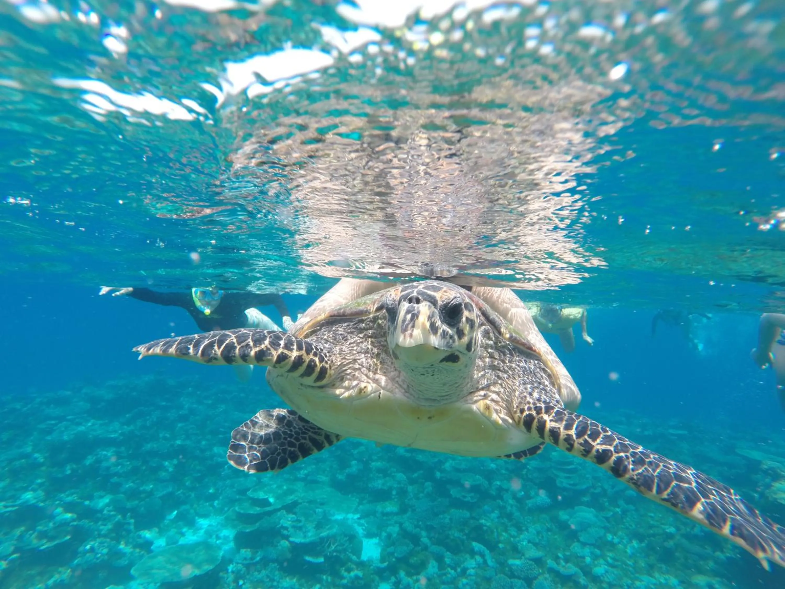Snorkeling in Salt Beach Hotel