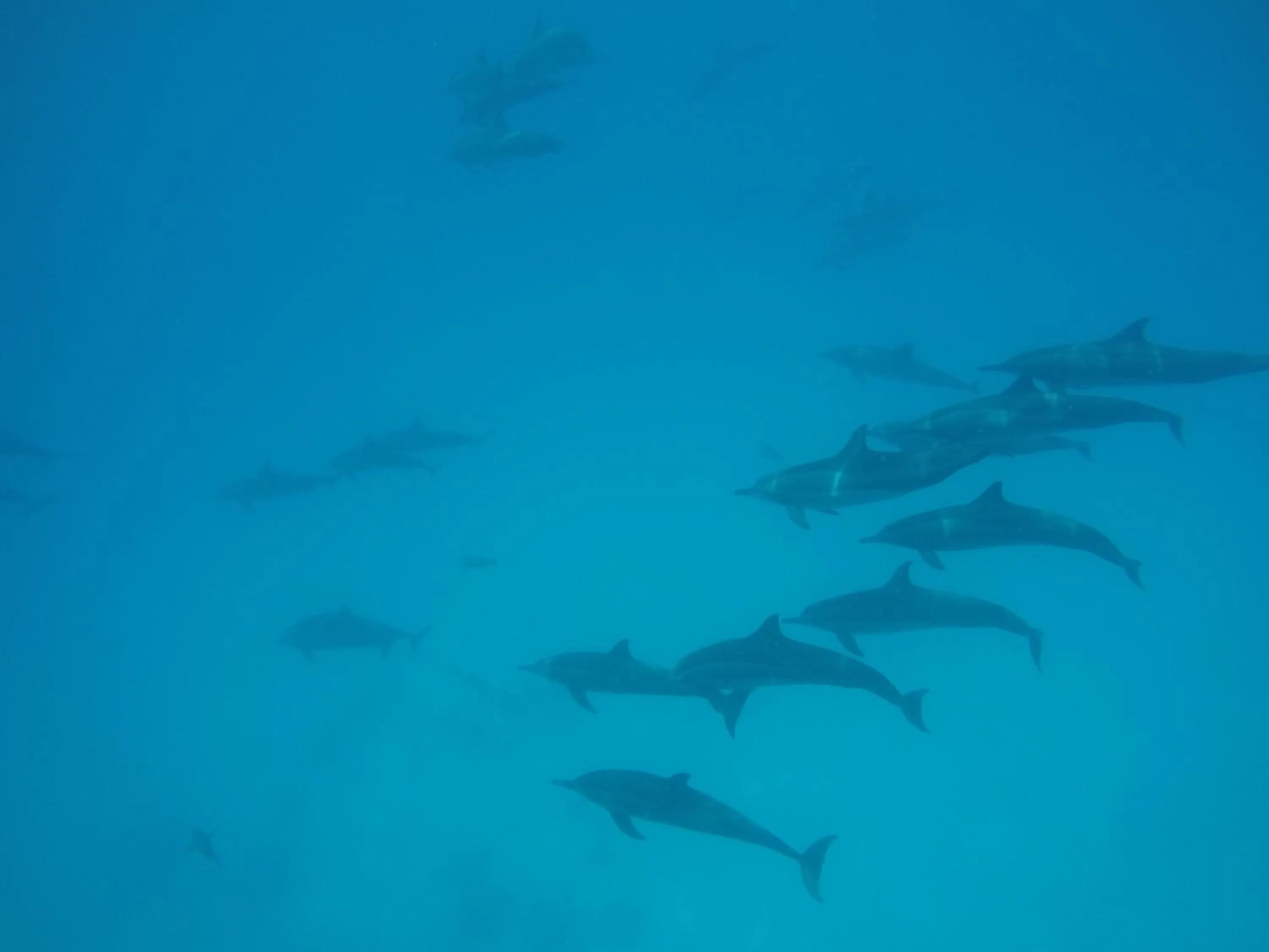 Snorkeling in Salt Beach Hotel