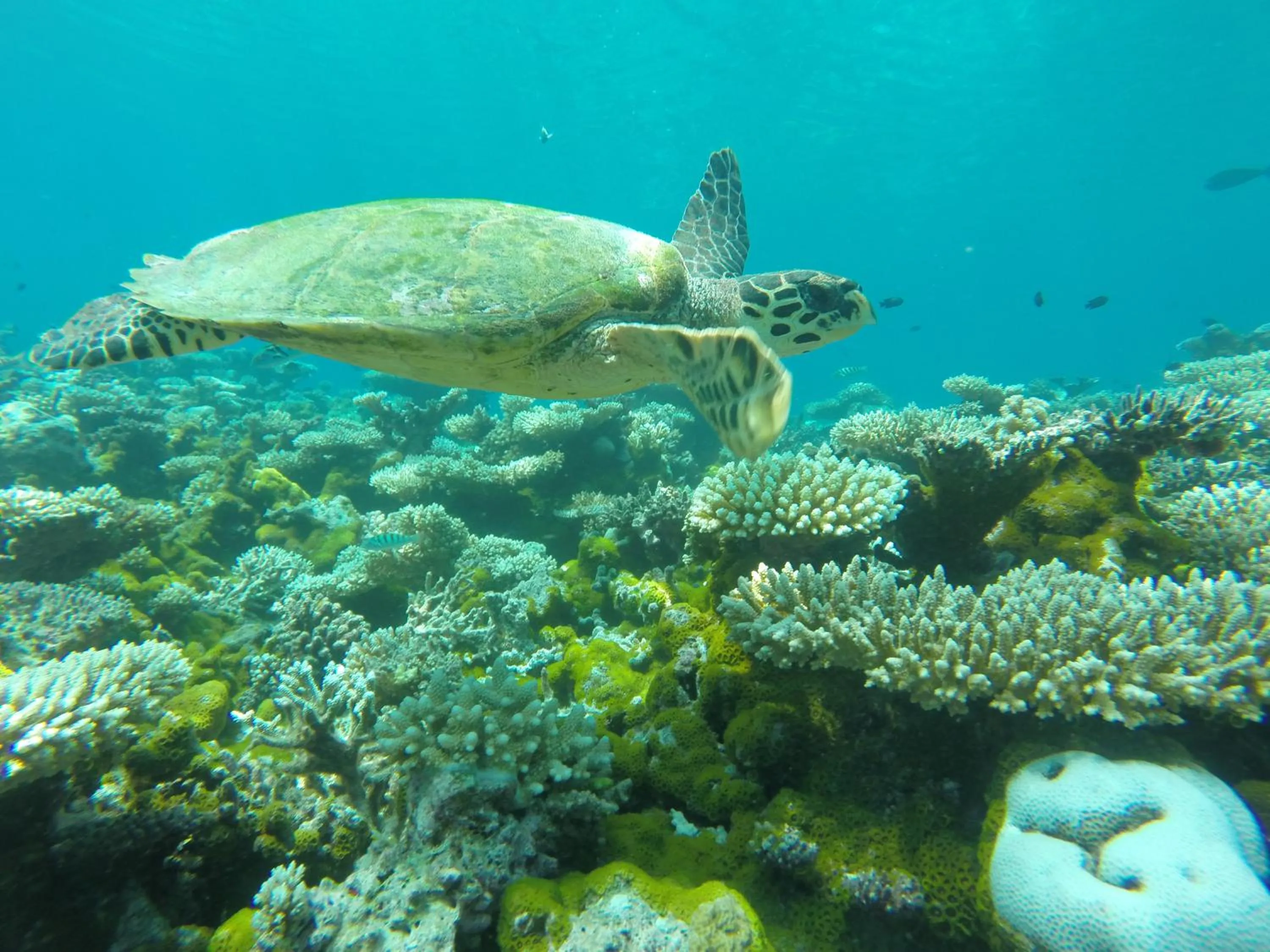 Snorkeling in Salt Beach Hotel