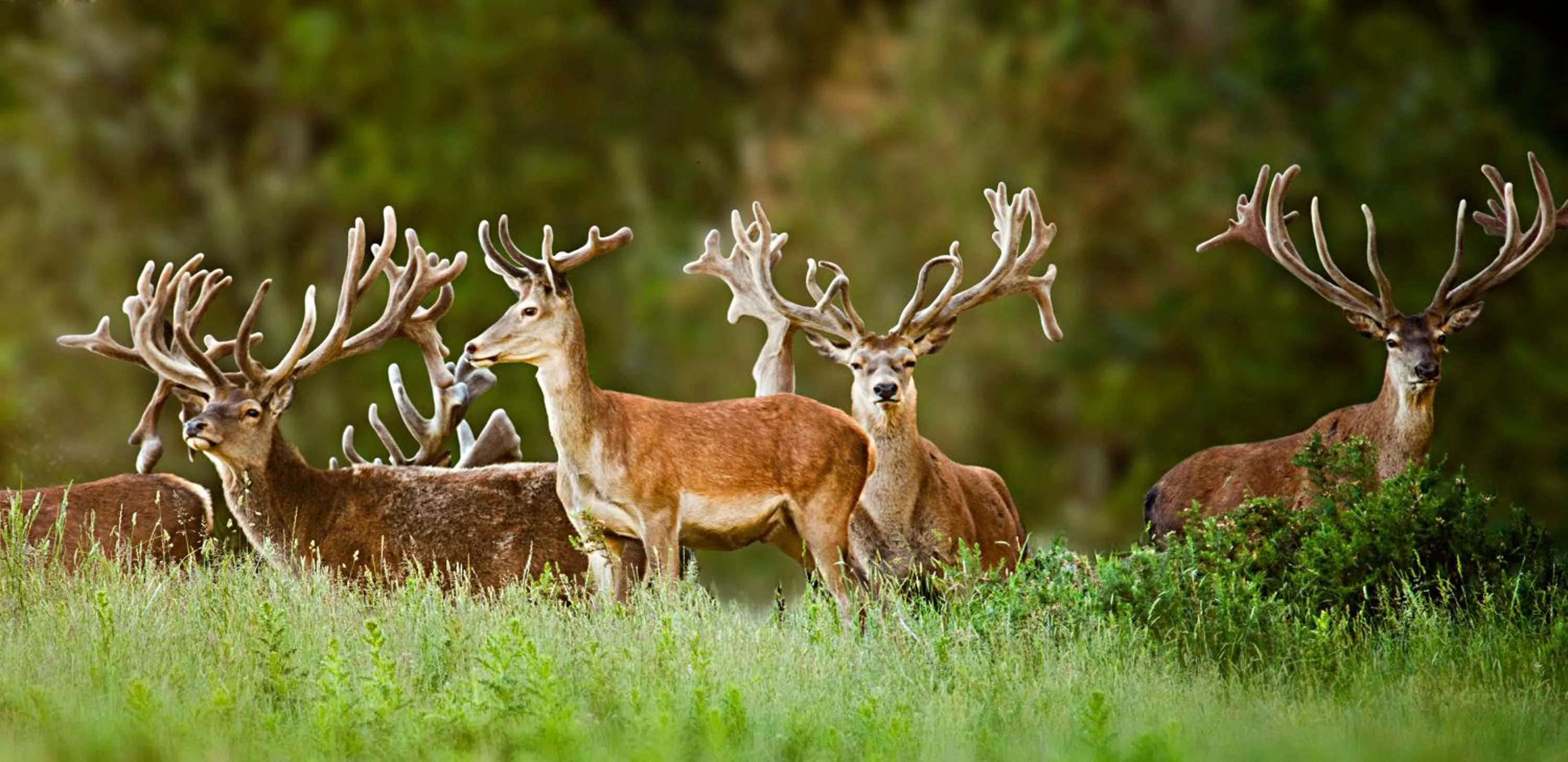 Animals in Treetops Lodge & Estate