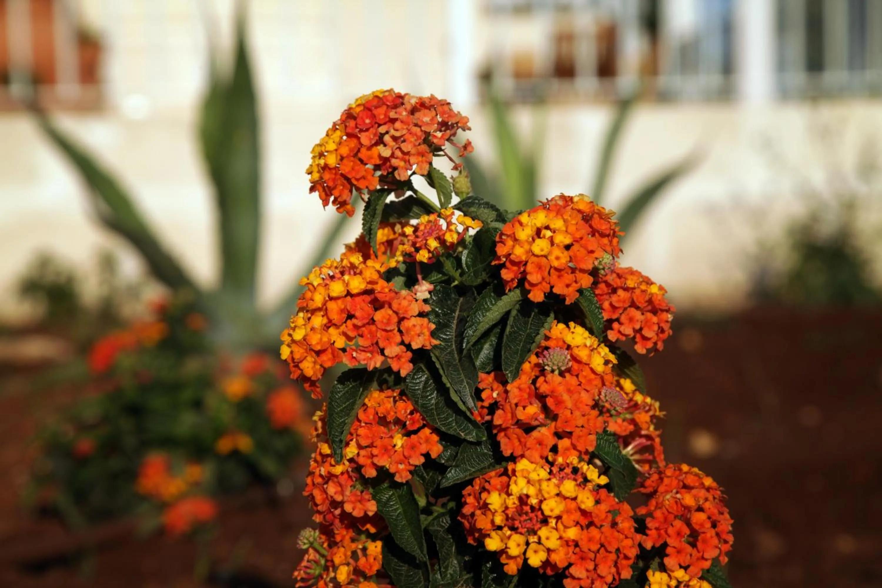 Garden in Borgo de li Santi