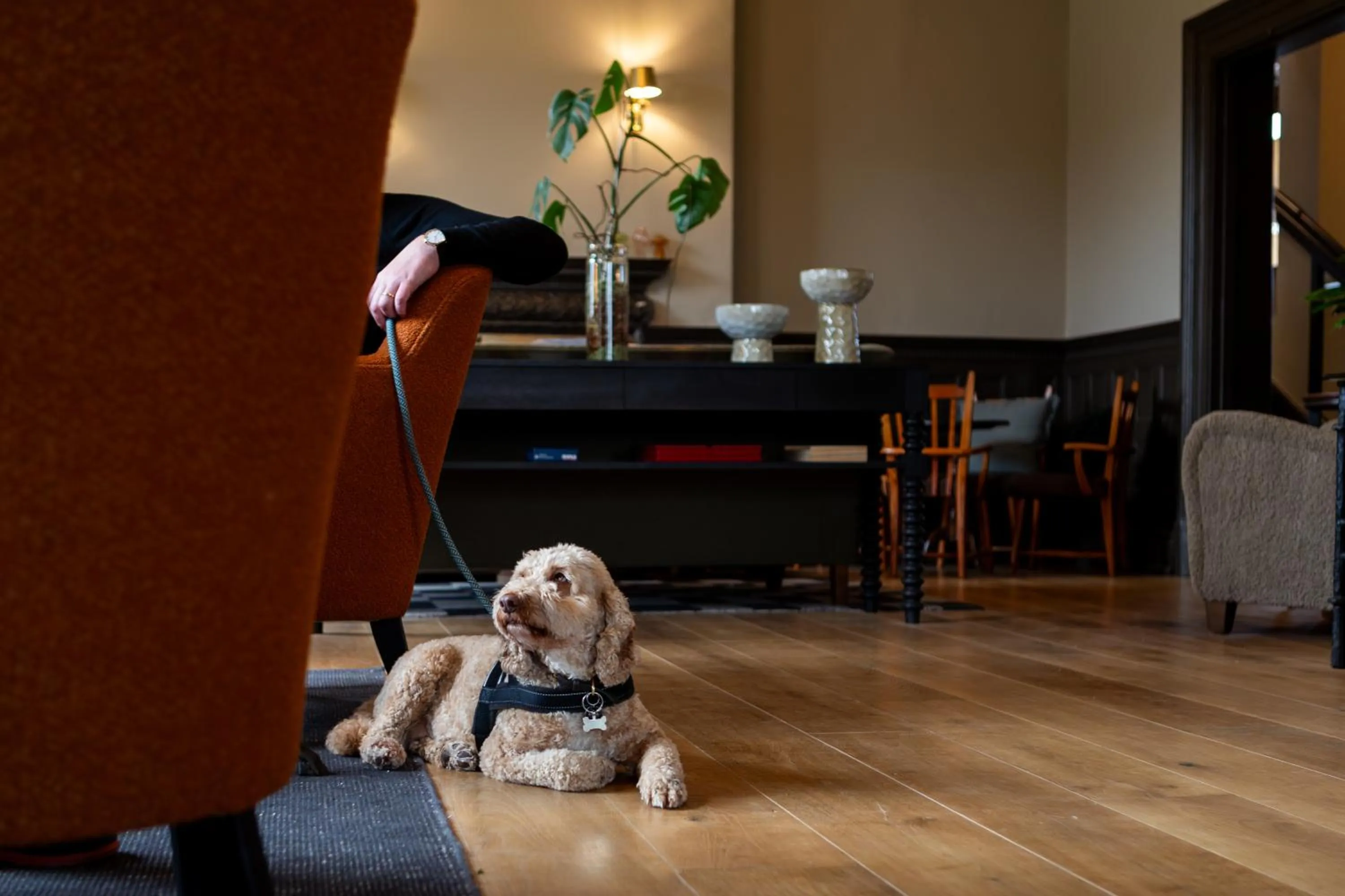 pet friendly in New Park Manor Hotel