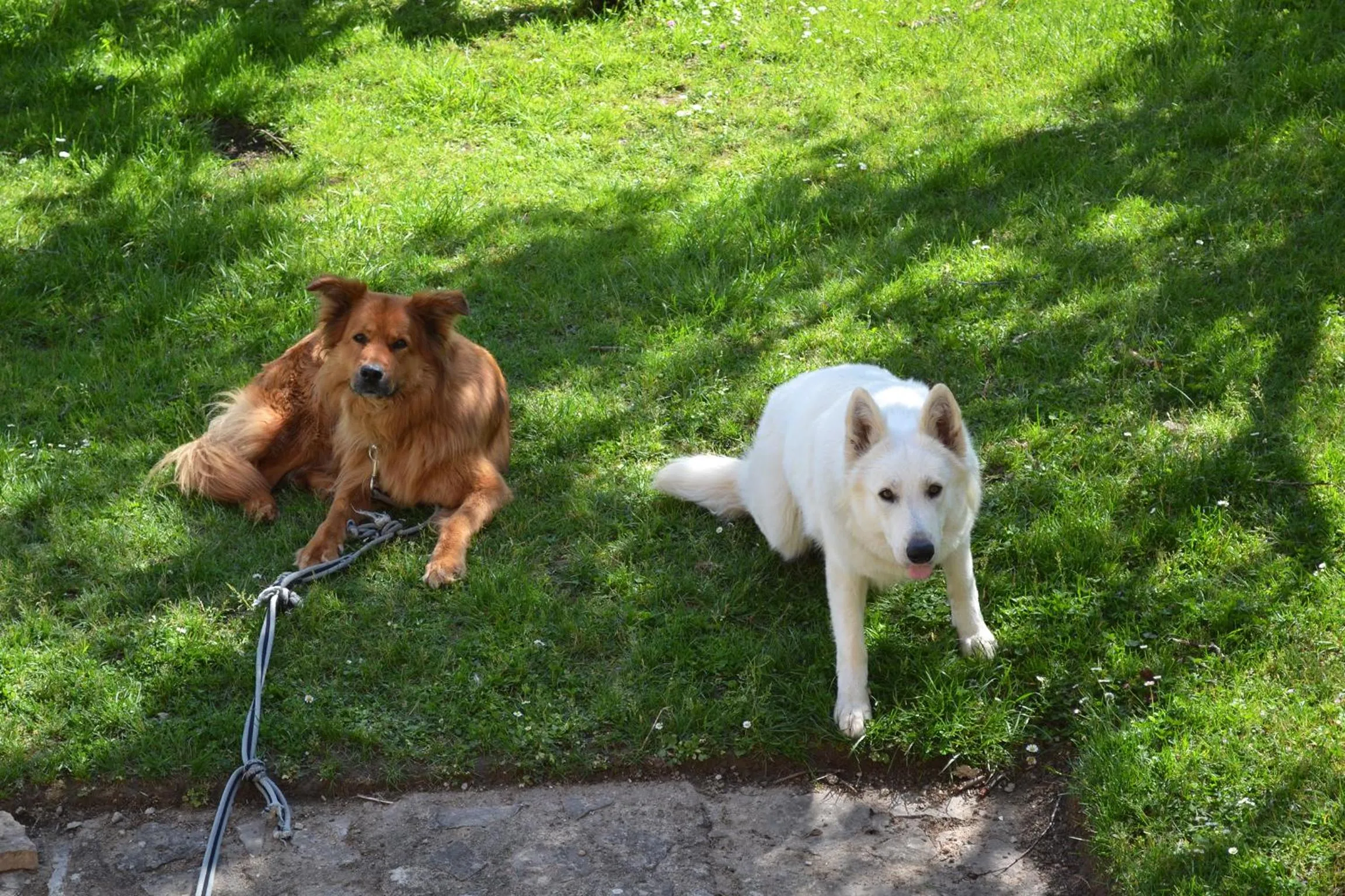 Animals in La Follye Mancey