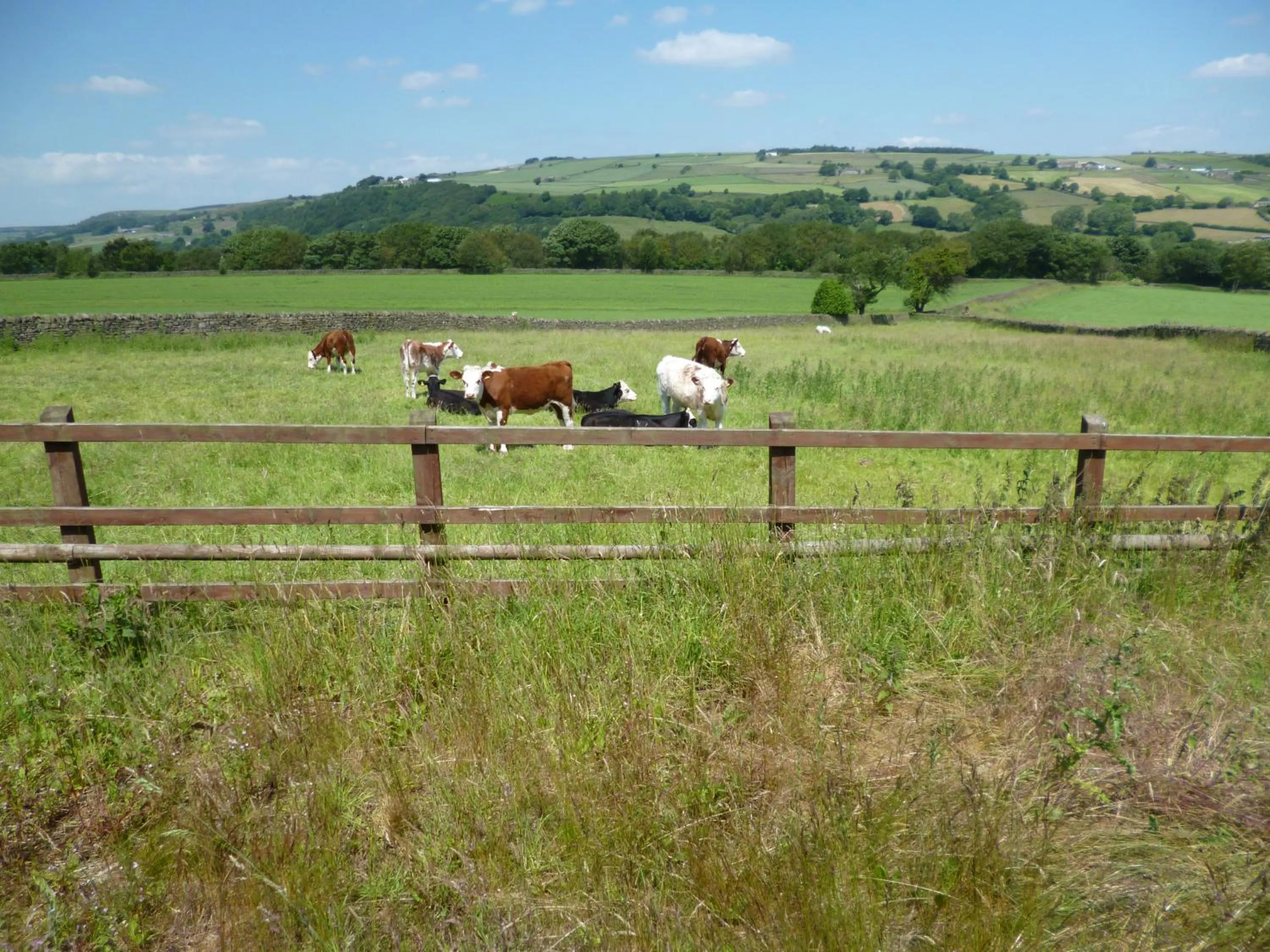Animals in Padley Farm