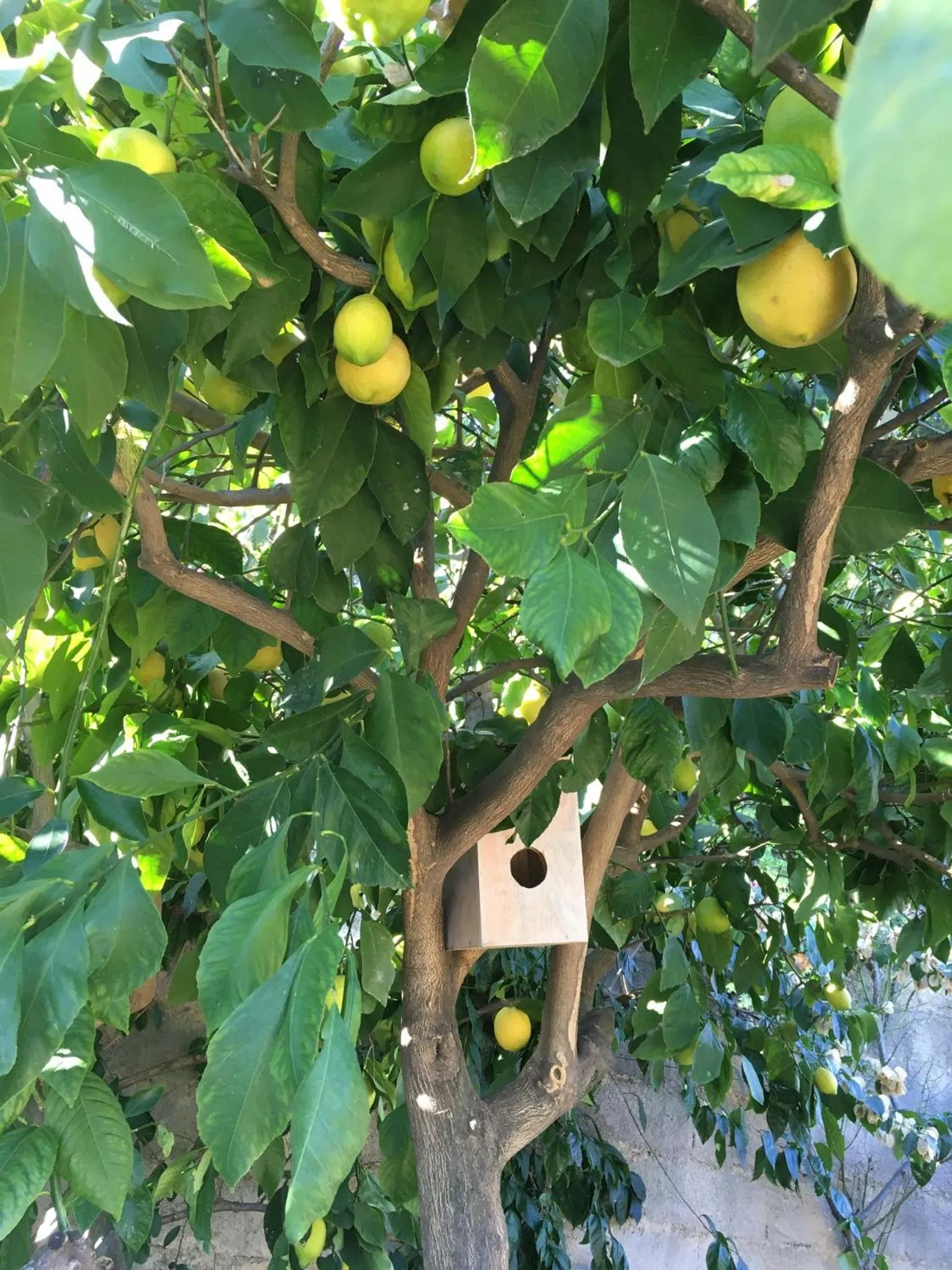 Garden in Au Pied des Baous