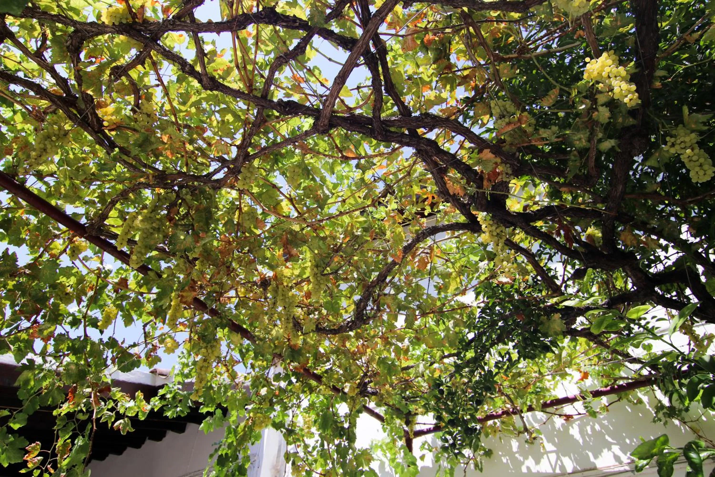 Garden in Gul Hanim House Boutique Hotel