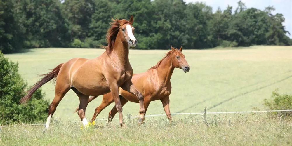 Nearby landmark in Logis de la Helberdière