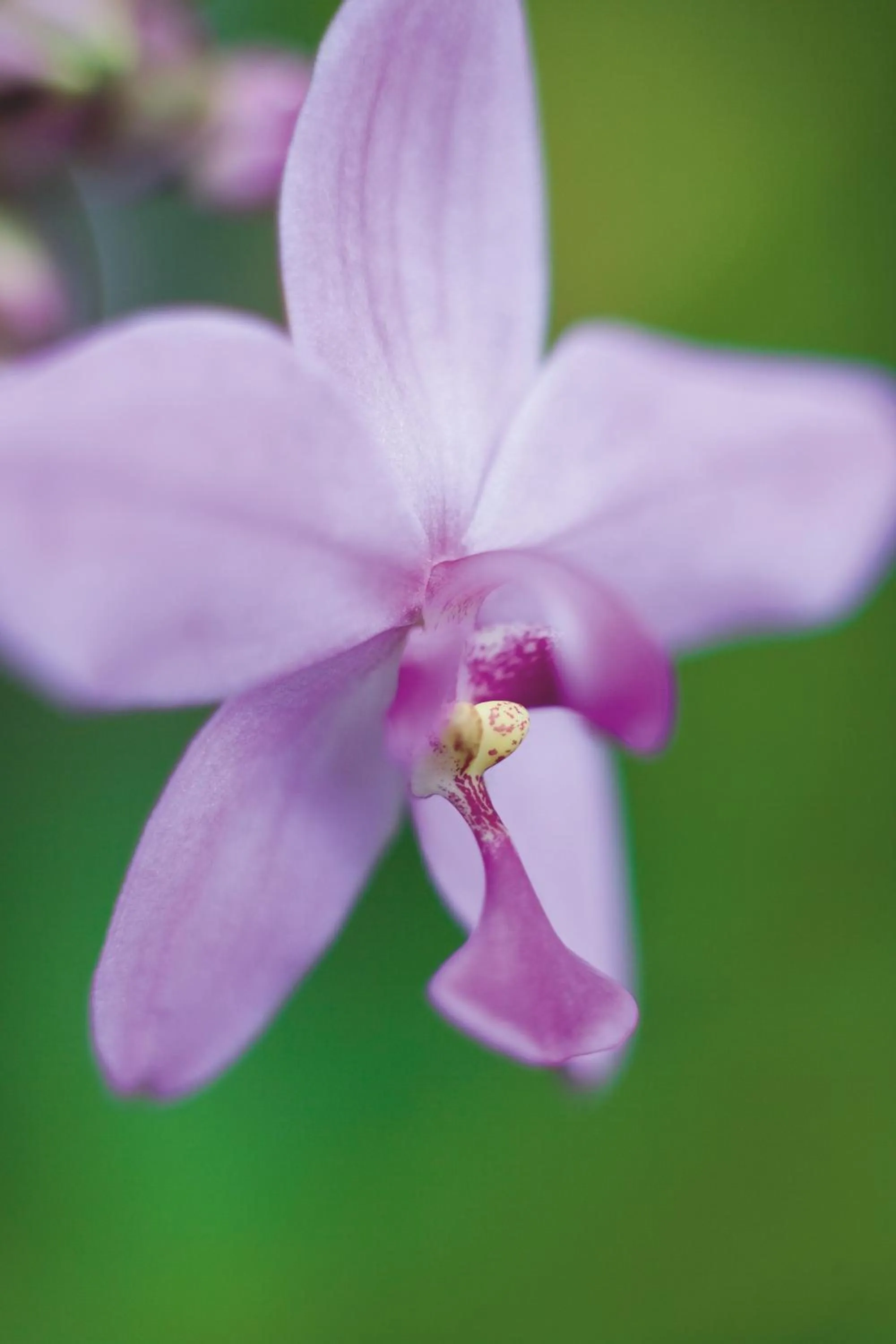 Other in Regal Port Douglas