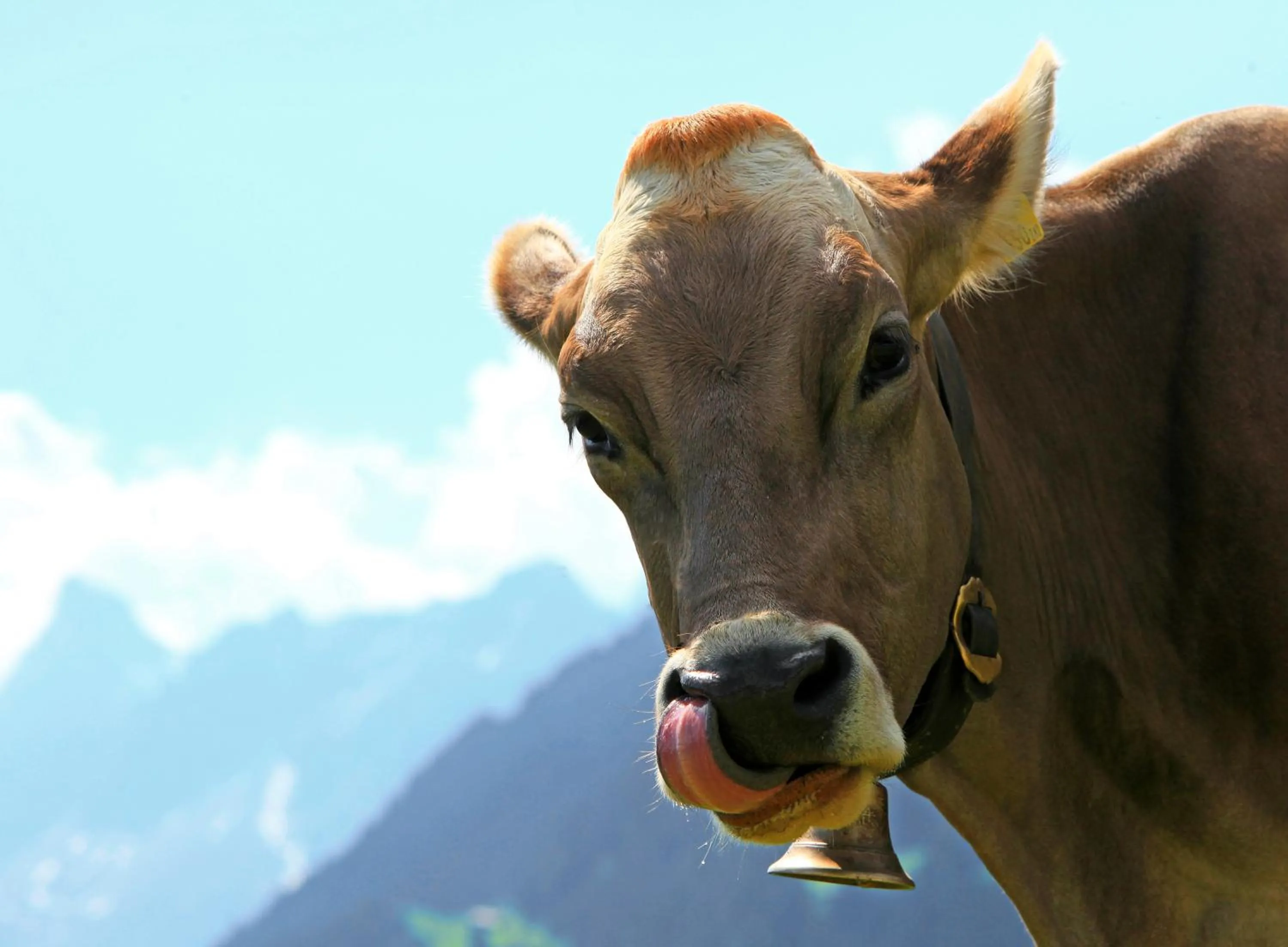 Animals in Gästehaus Meusburger