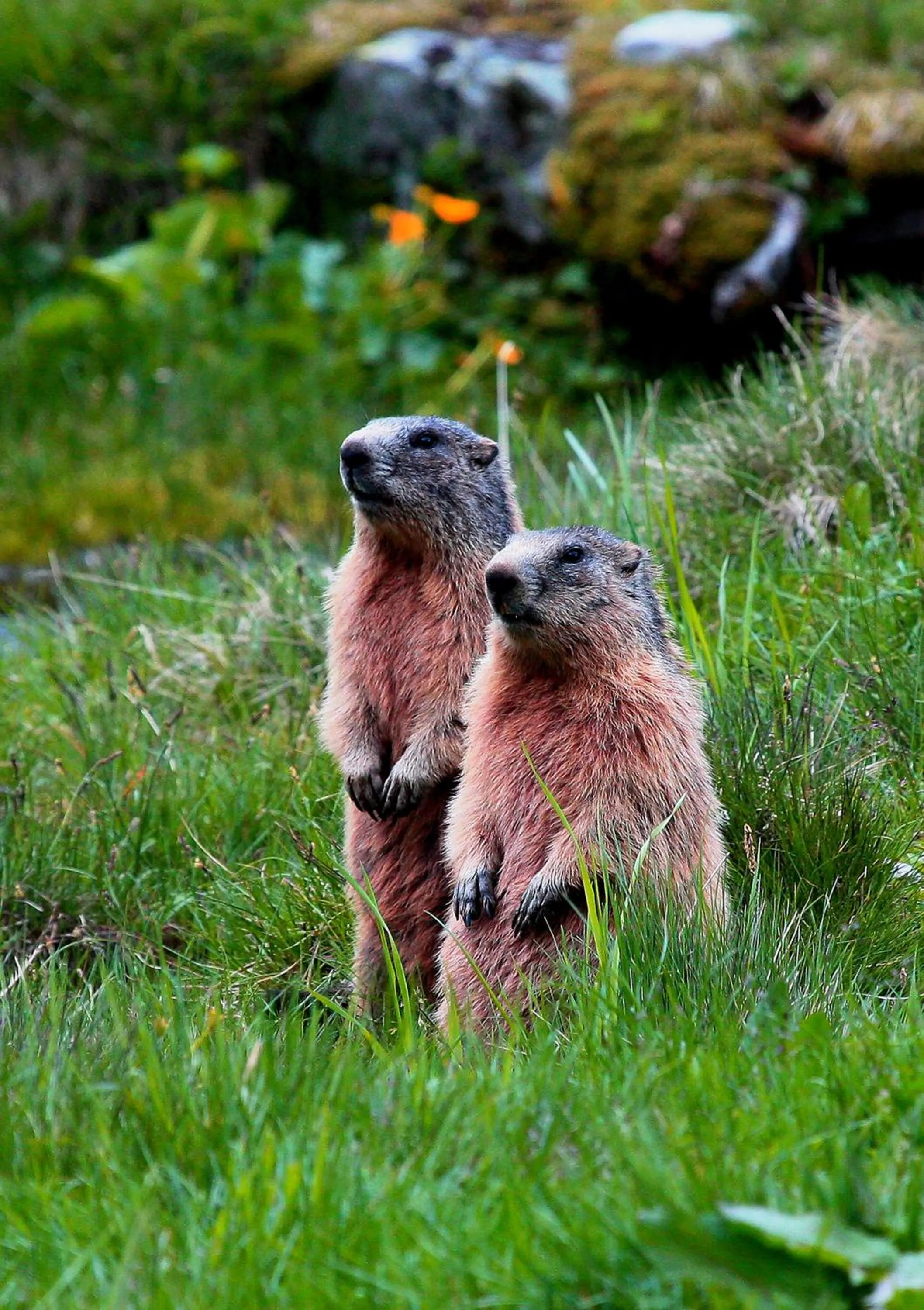 Summer in Gästehaus Meusburger