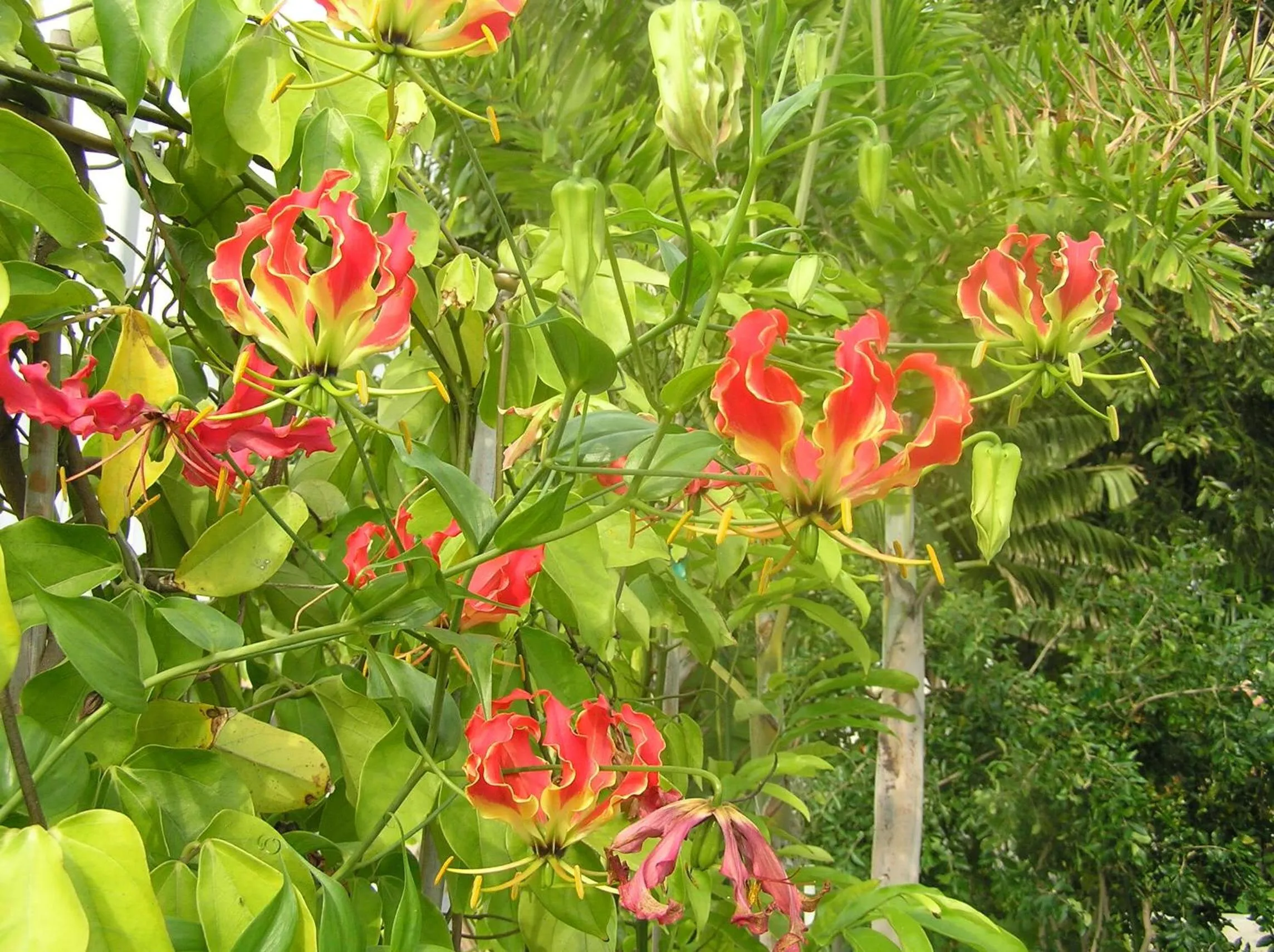 Garden in Clifton Sands Holiday Units