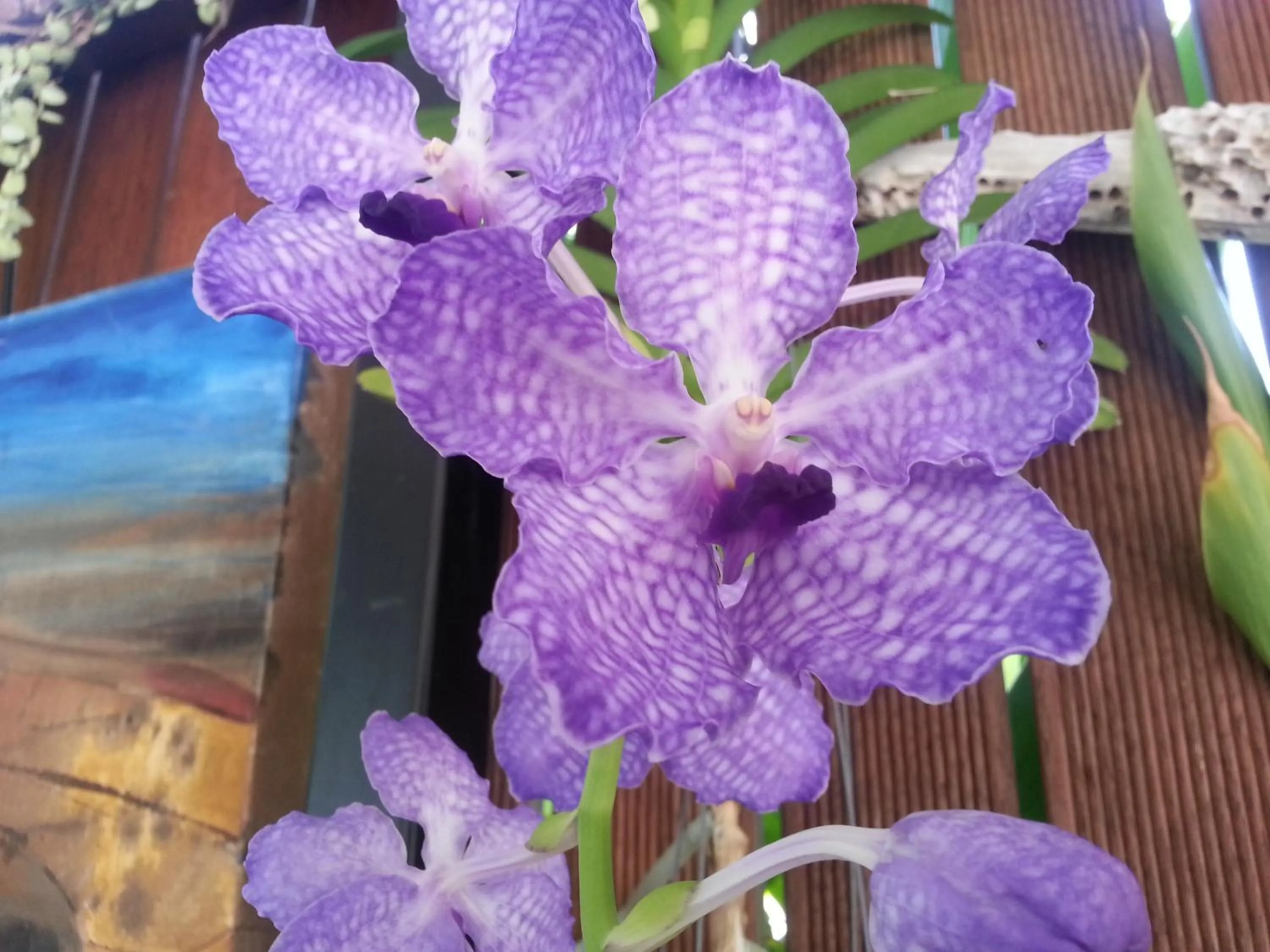 Garden in Clifton Sands Holiday Units