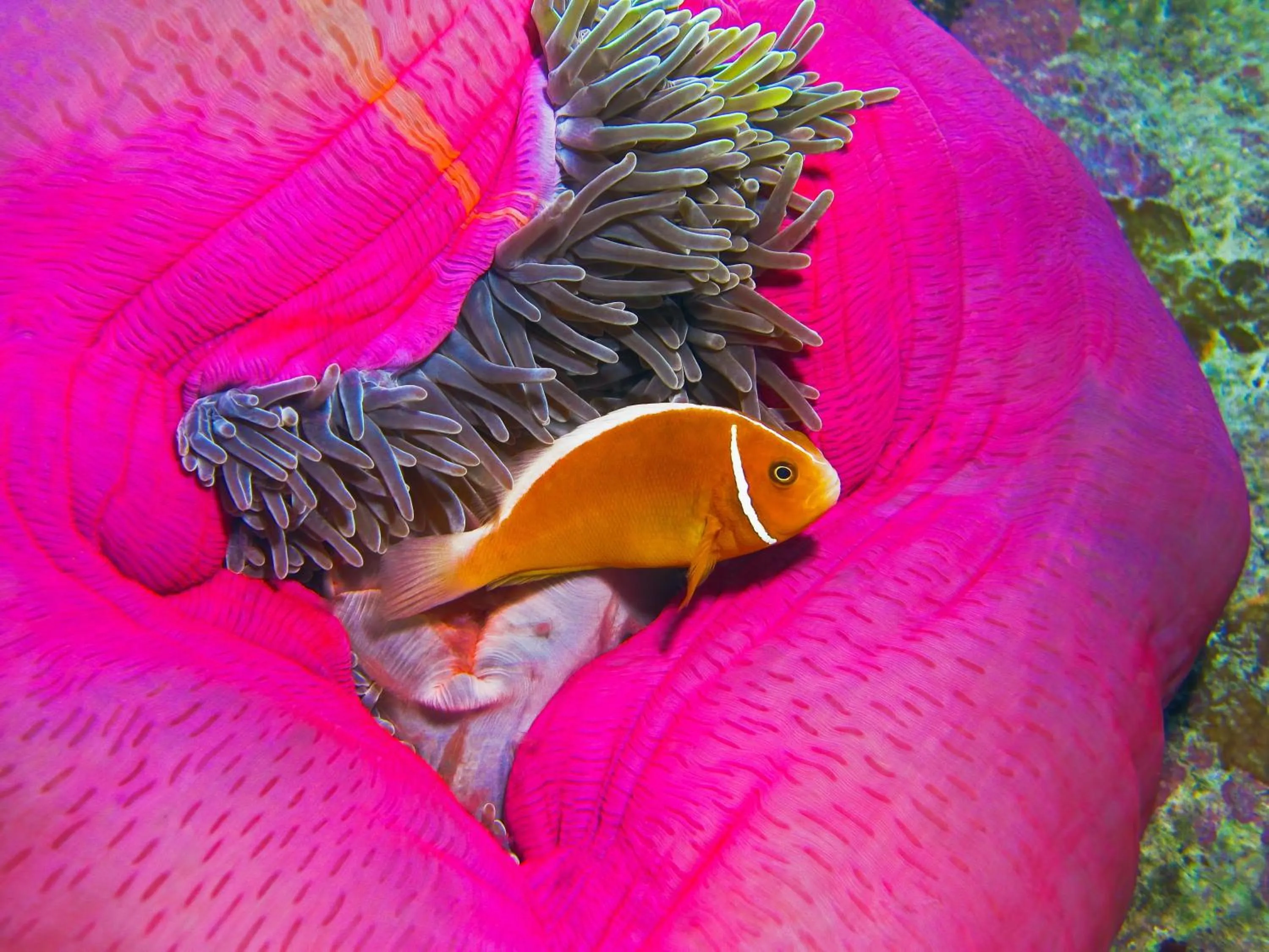 Area and facilities in Clifton Sands Holiday Units