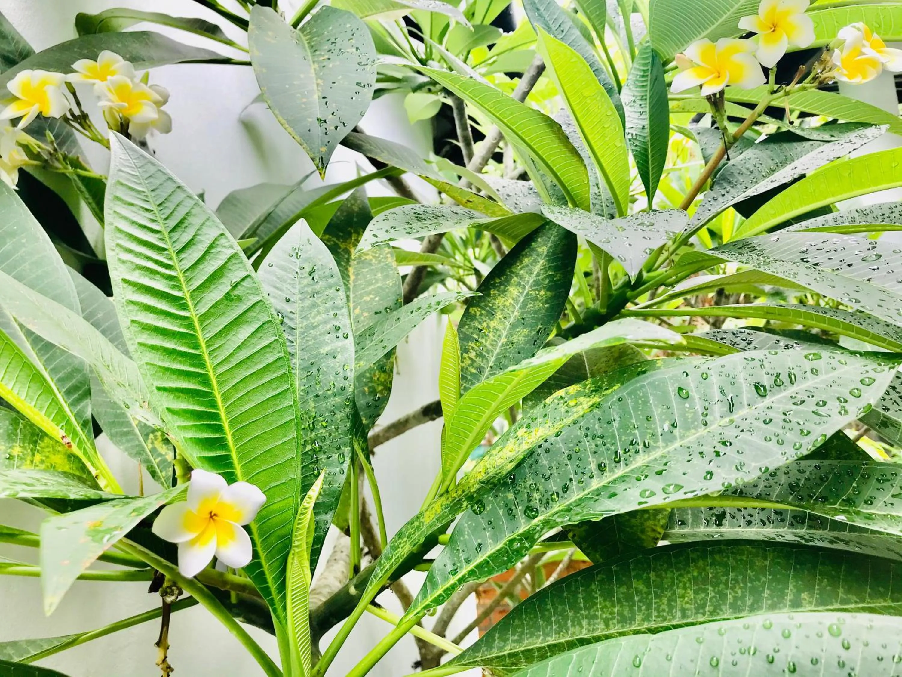 View (from property/room) in Sunlight Bungalow