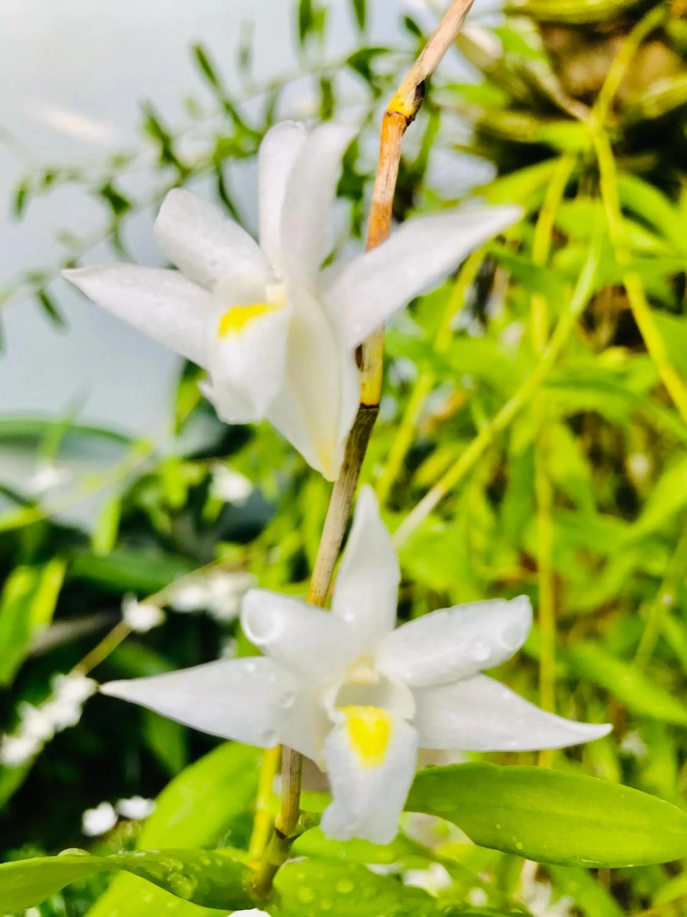 View (from property/room) in Sunlight Bungalow