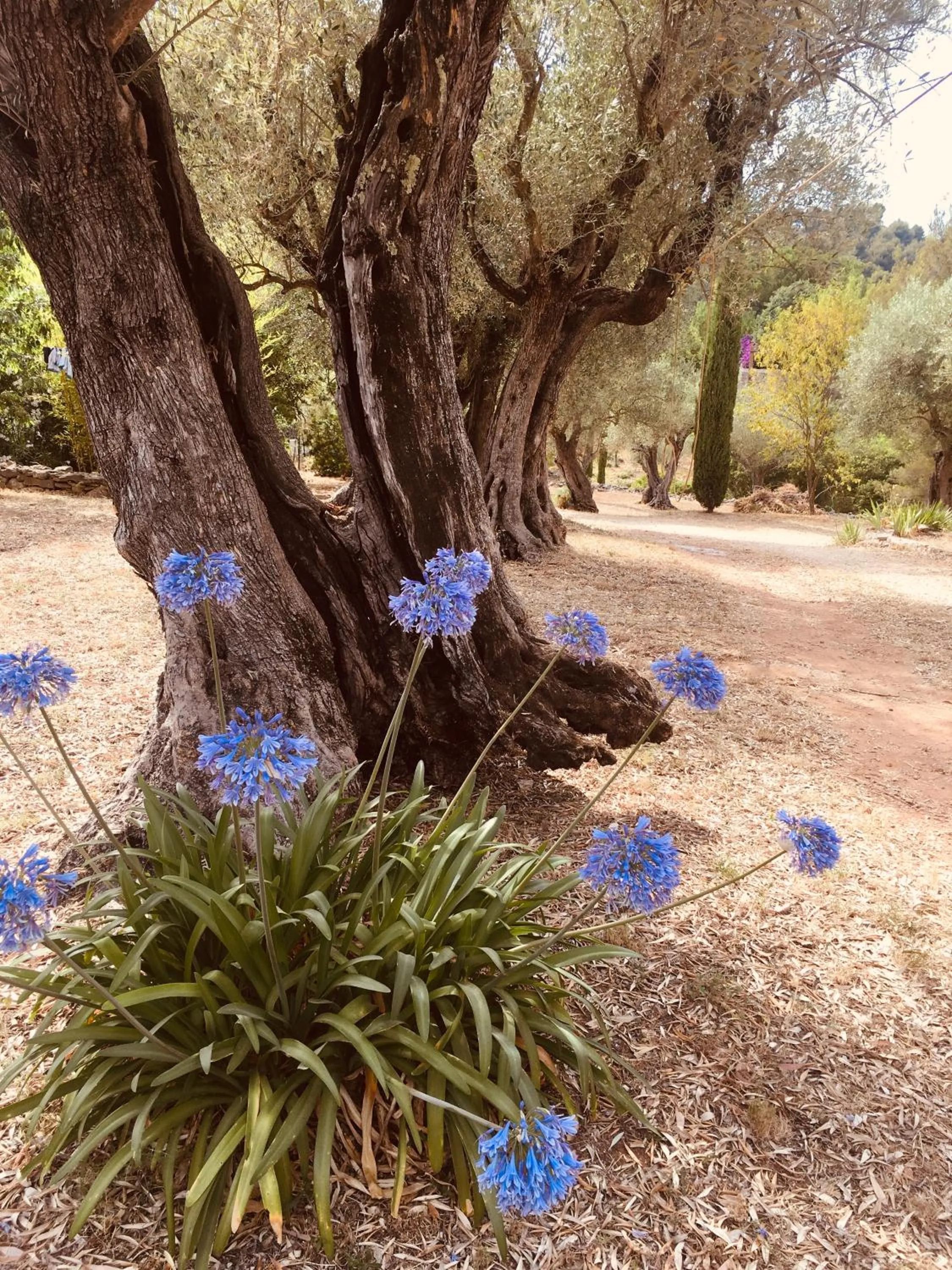 Natural landscape in Bastide Sainte Trinide