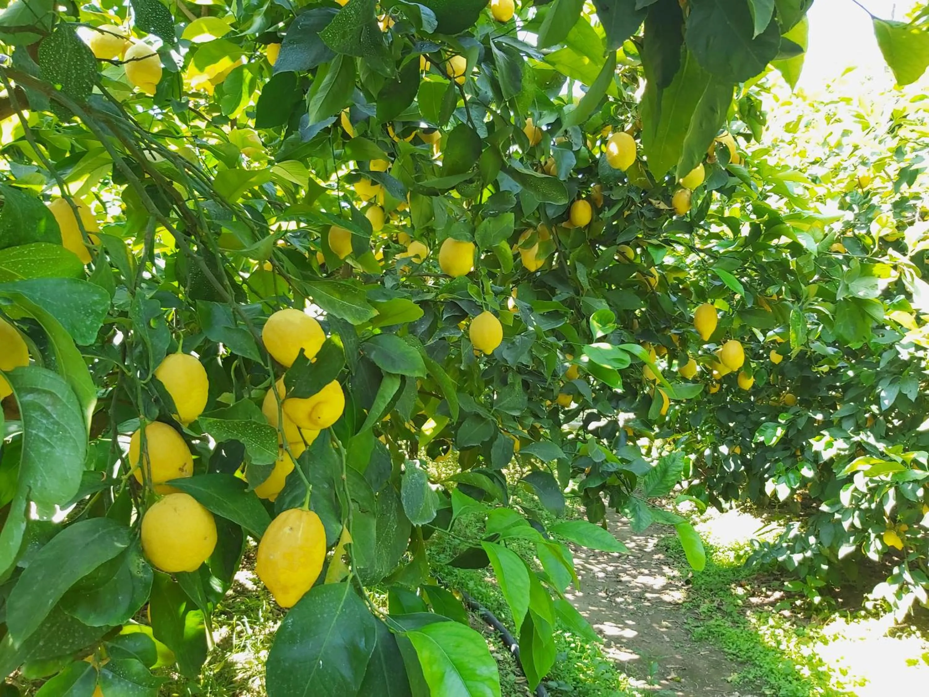 Natural landscape in Sosò
