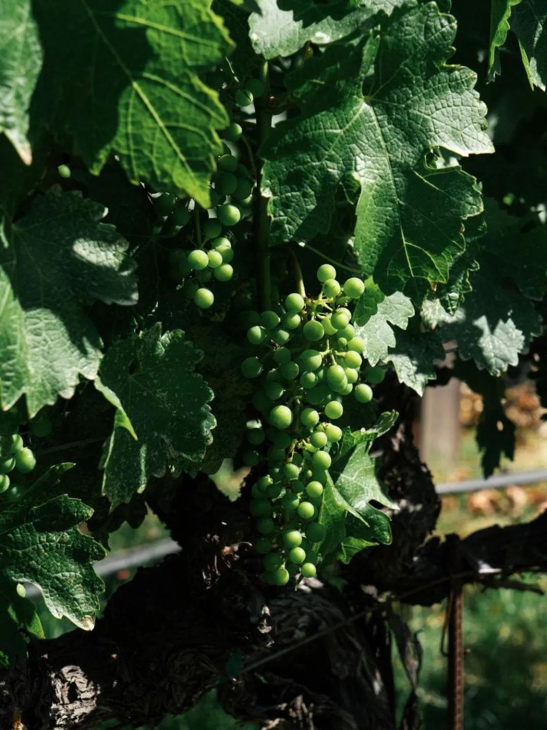 Natural landscape in Le Petit Pali St Helena