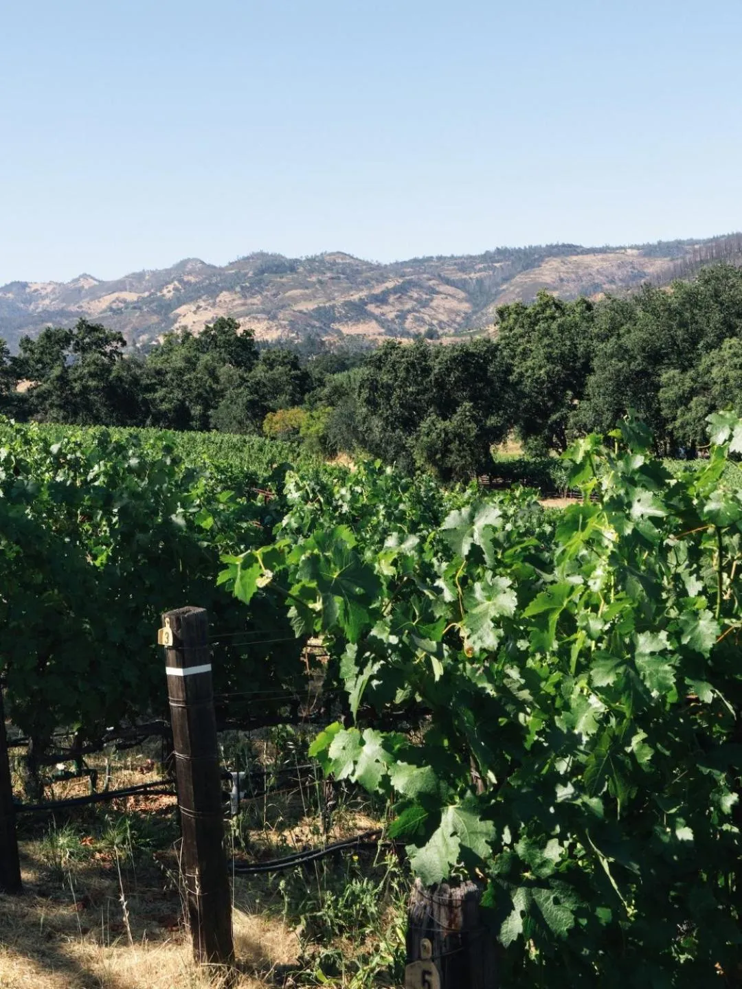 Natural landscape in Le Petit Pali St Helena