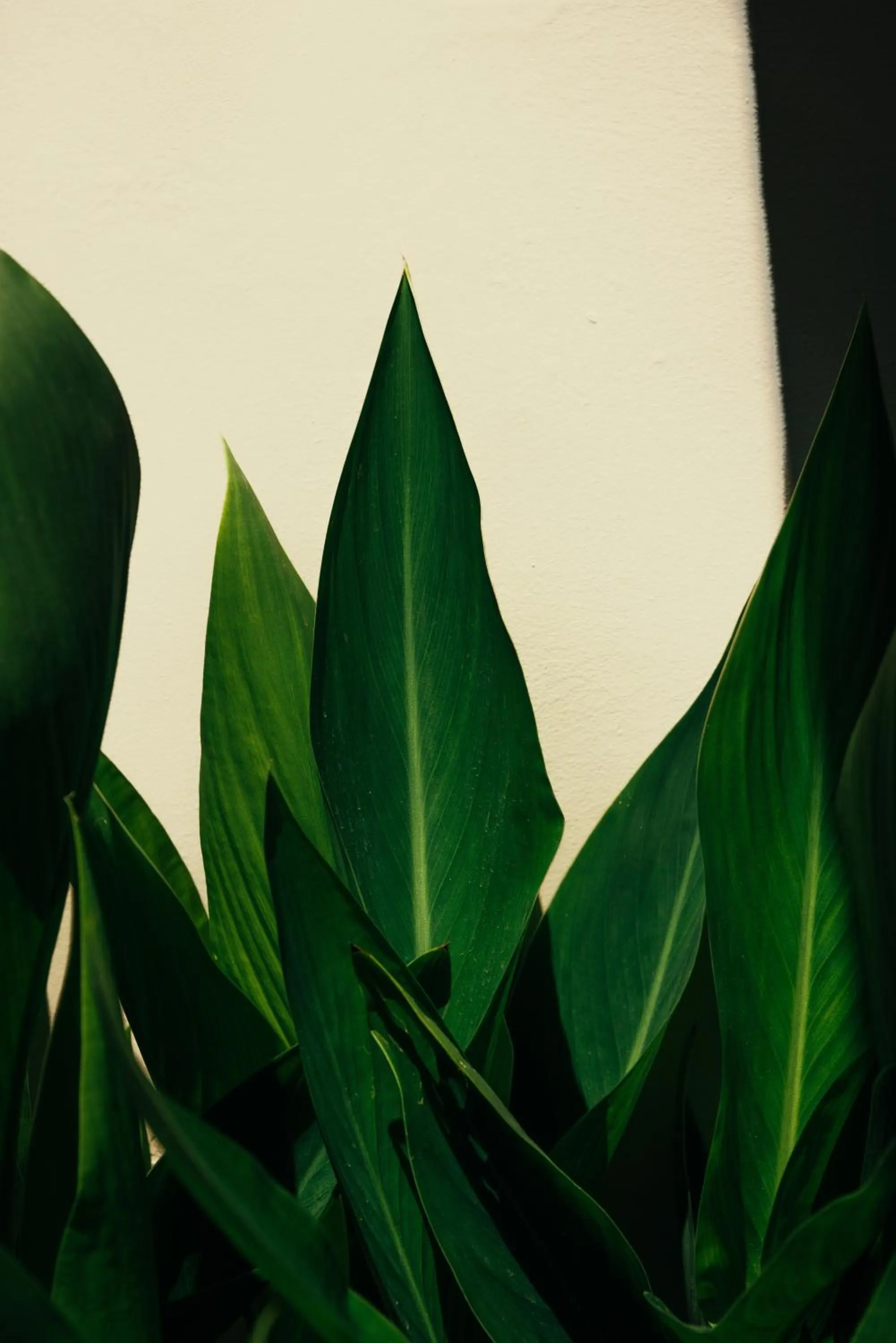 Day in Kalypso studio Resorts