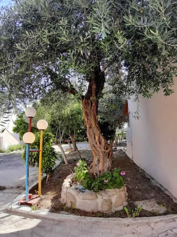 Garden in Kalypso studio Resorts