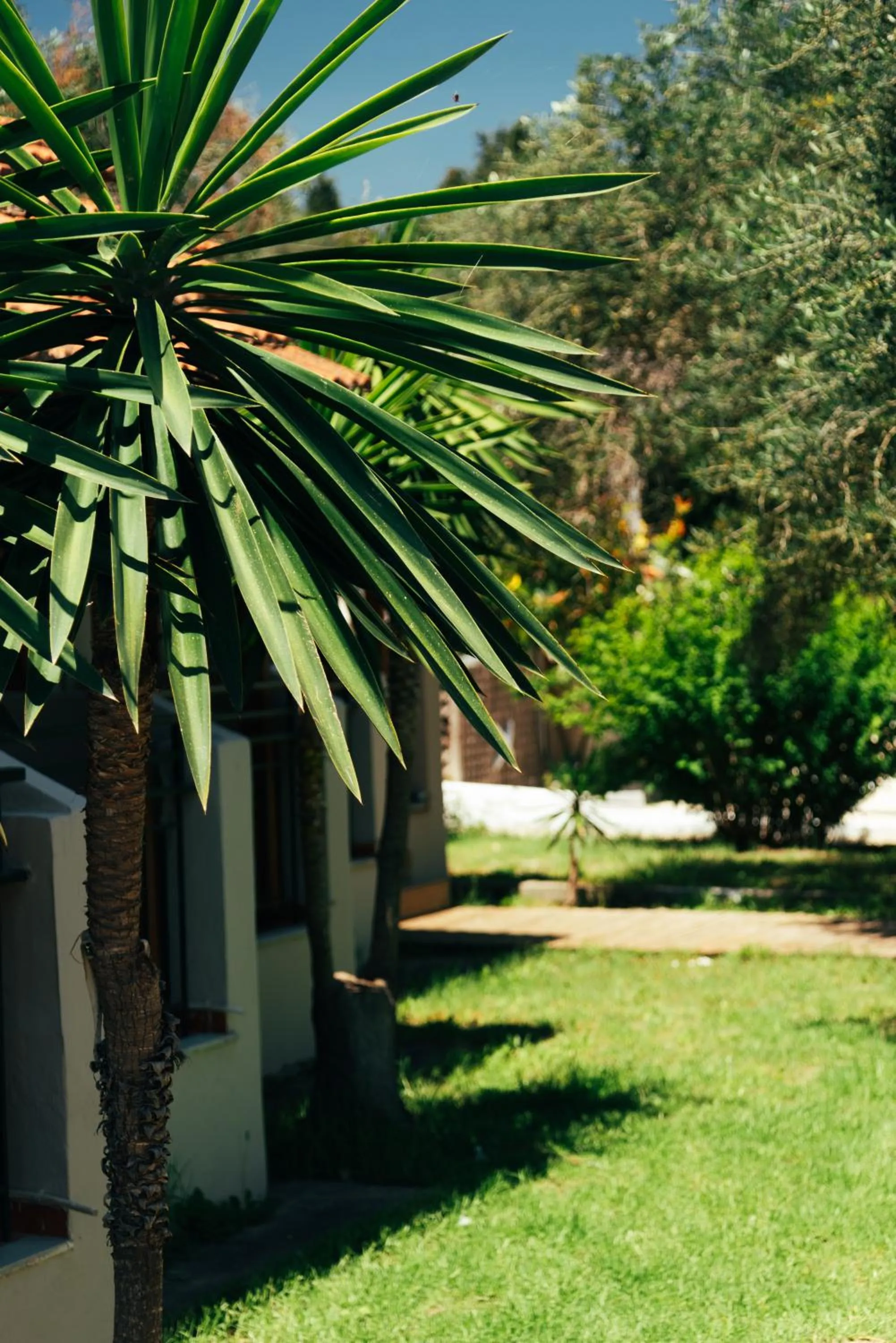 Garden in Kalypso studio Resorts