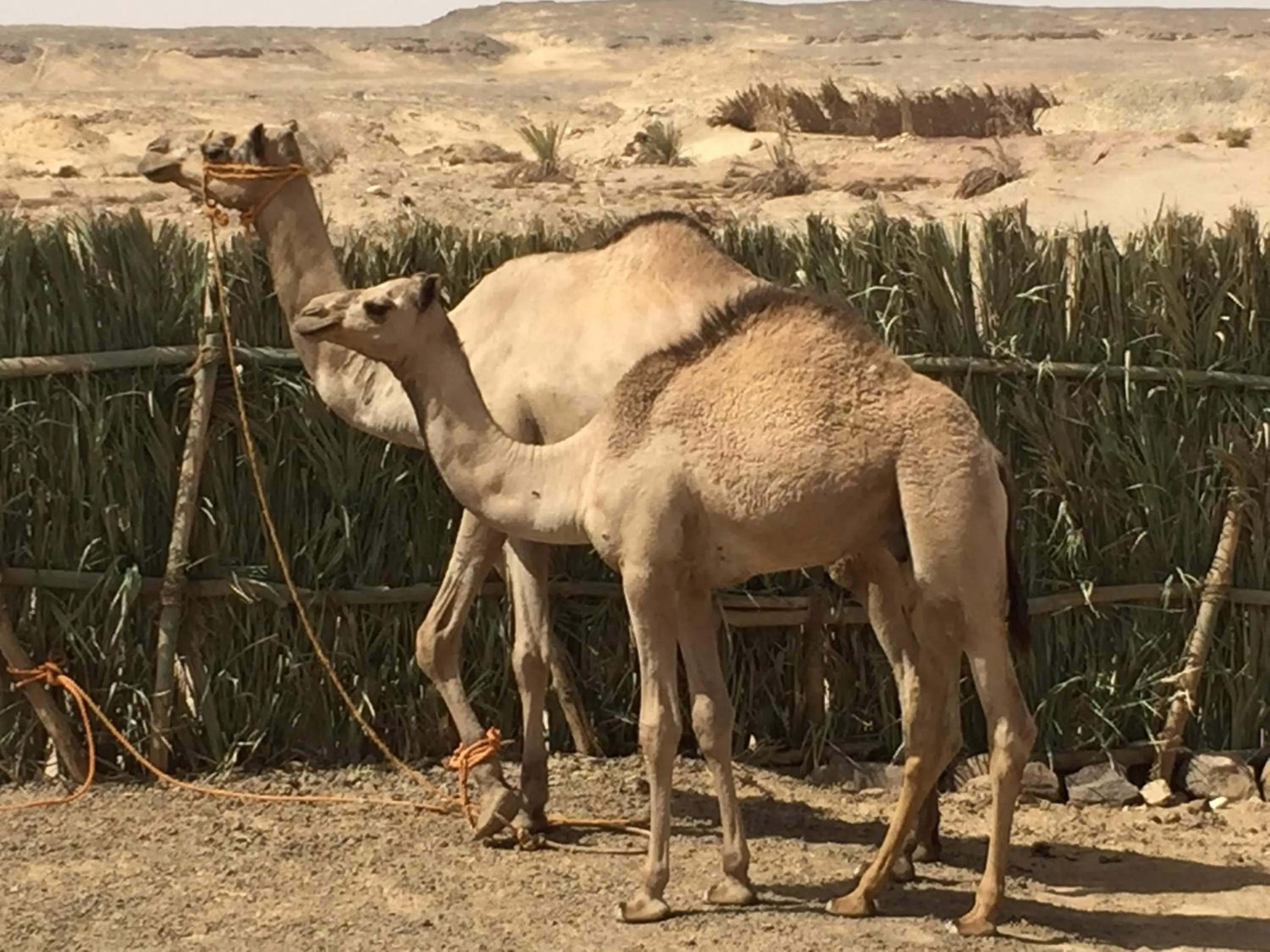 Day in Qasr El Bagawat Hotel