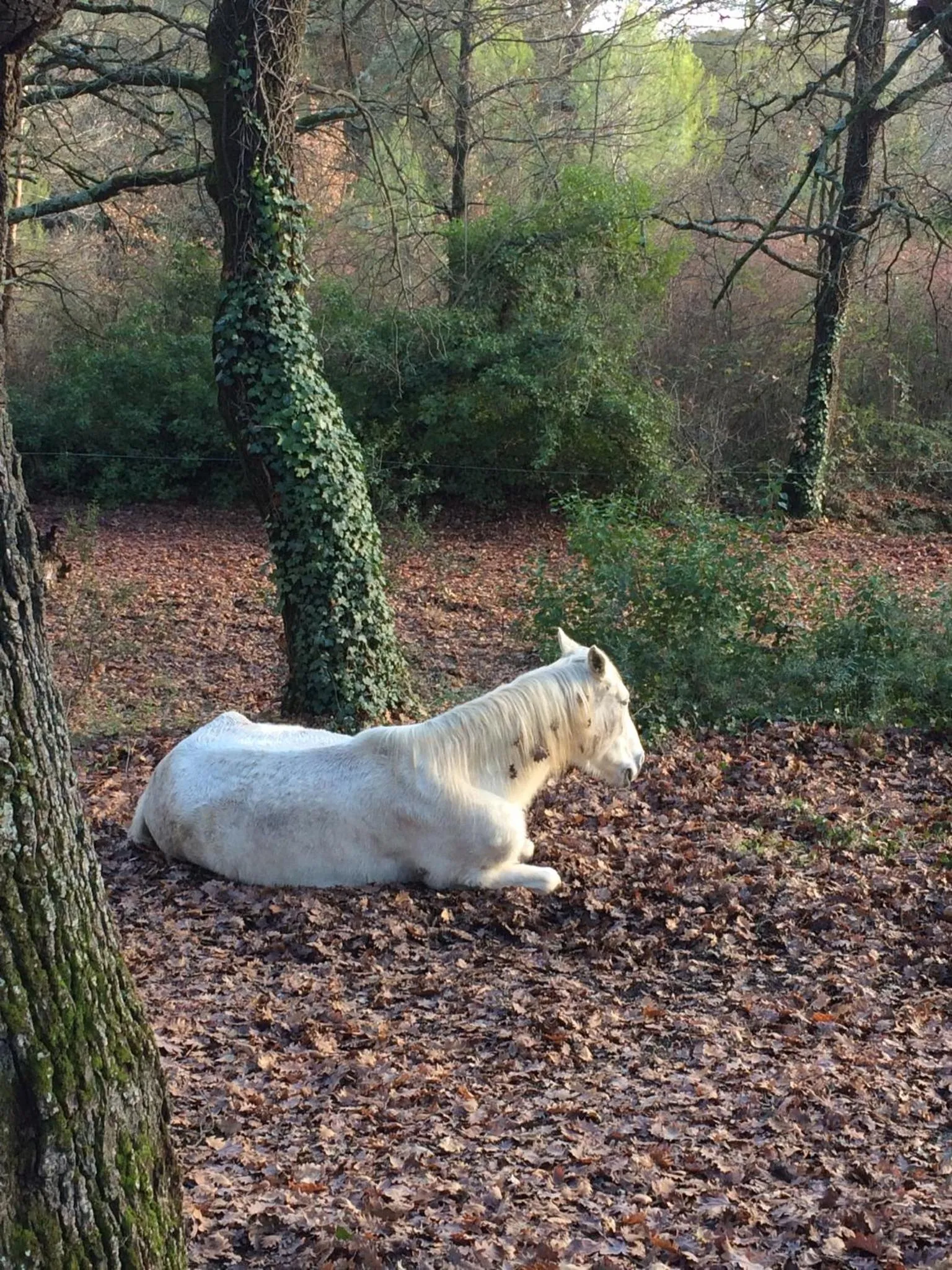 Property building in Le Verger