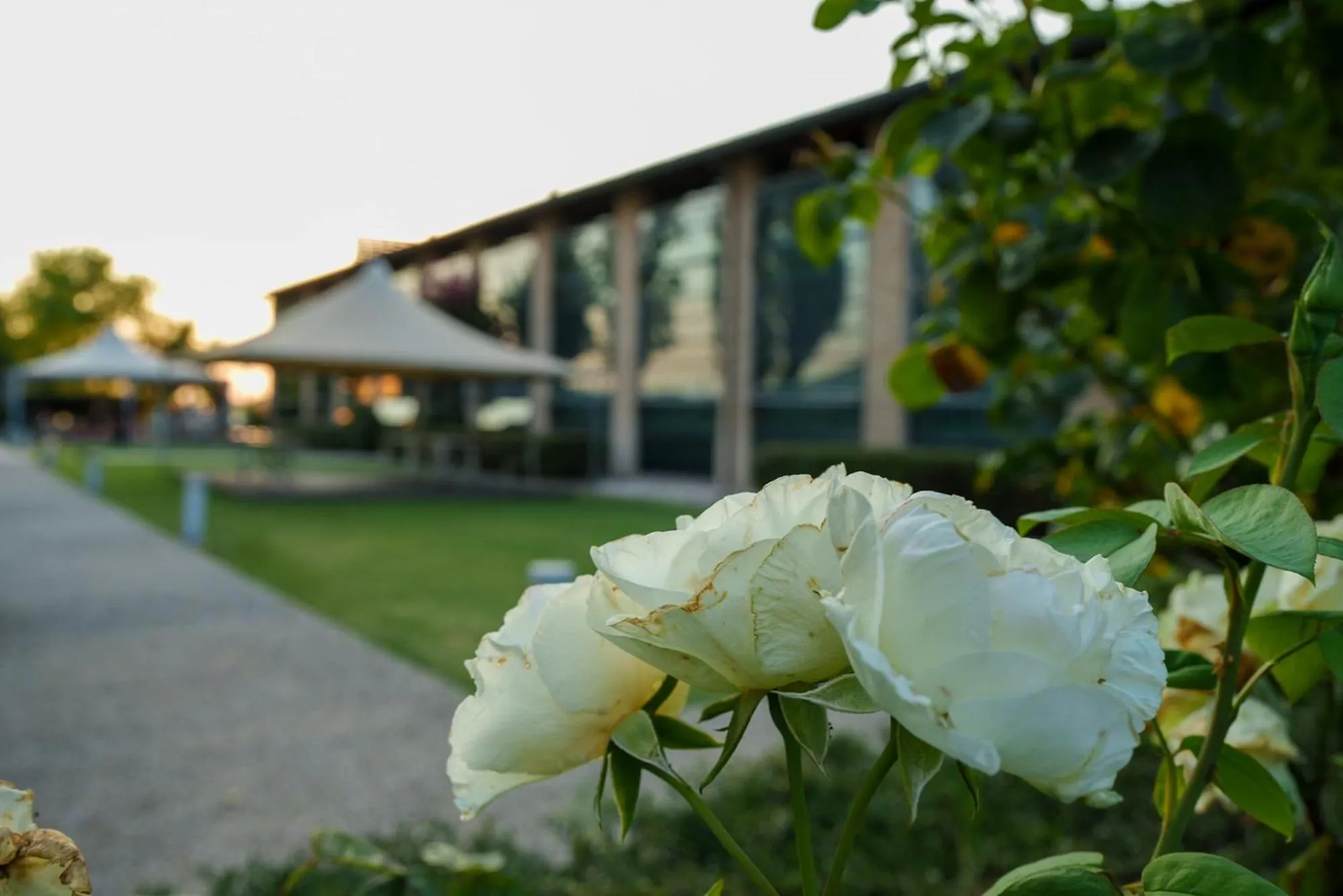 Garden in Best Western Hotel Green City