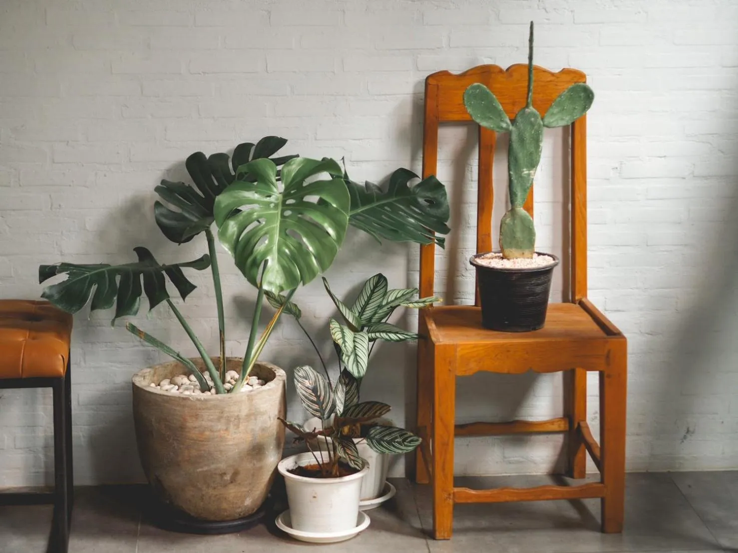 Garden in Give Me 5 Hostel