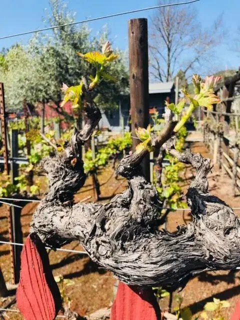 Andrea's Hidden Cottage Andrea's Hidden Cottage