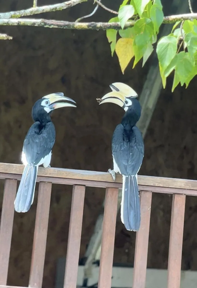 Balcony/Terrace in Sepilok B&B