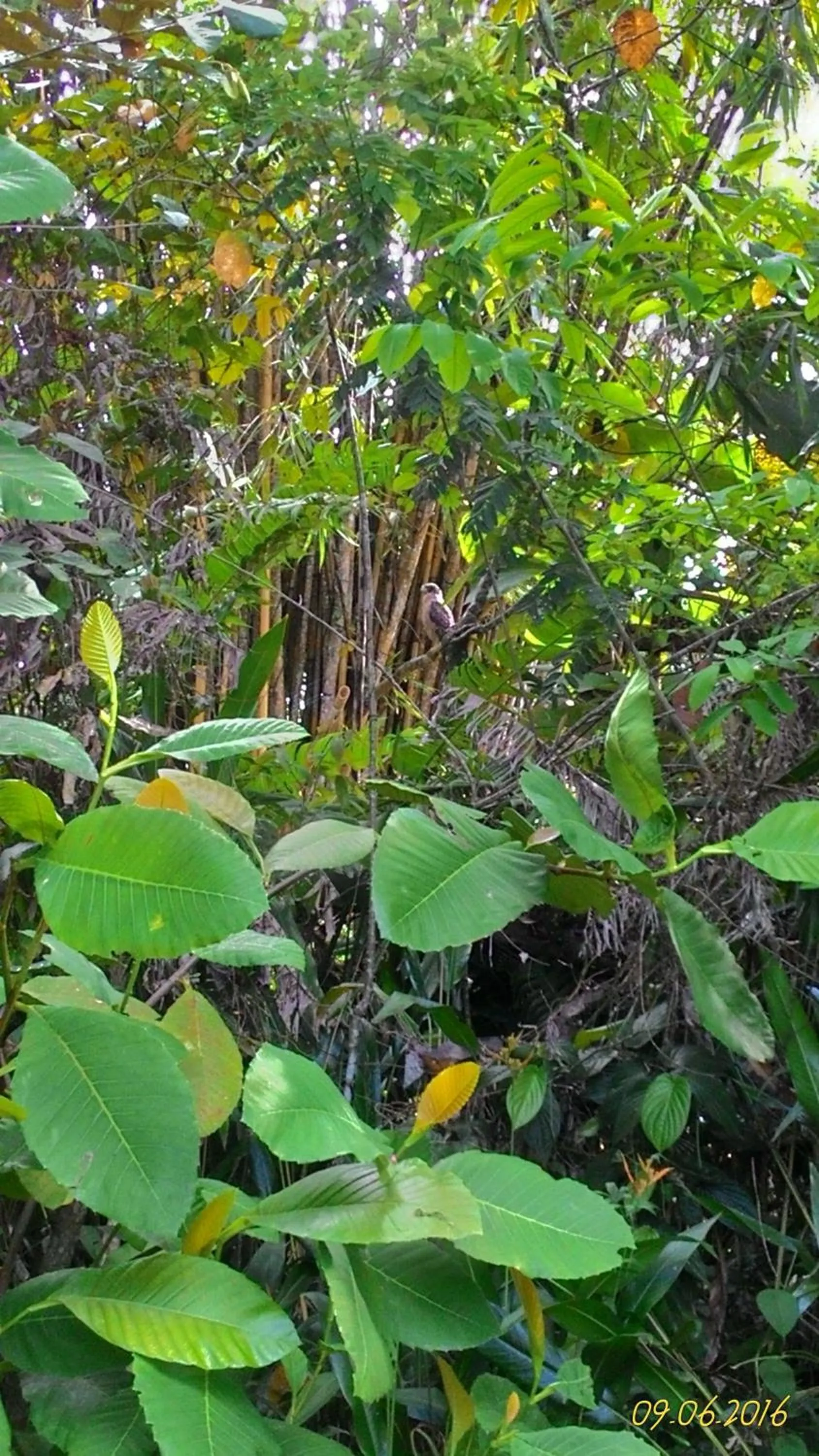 Garden in Sepilok B&B