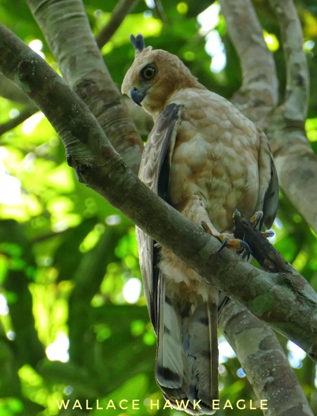 Animals in Sepilok B&B