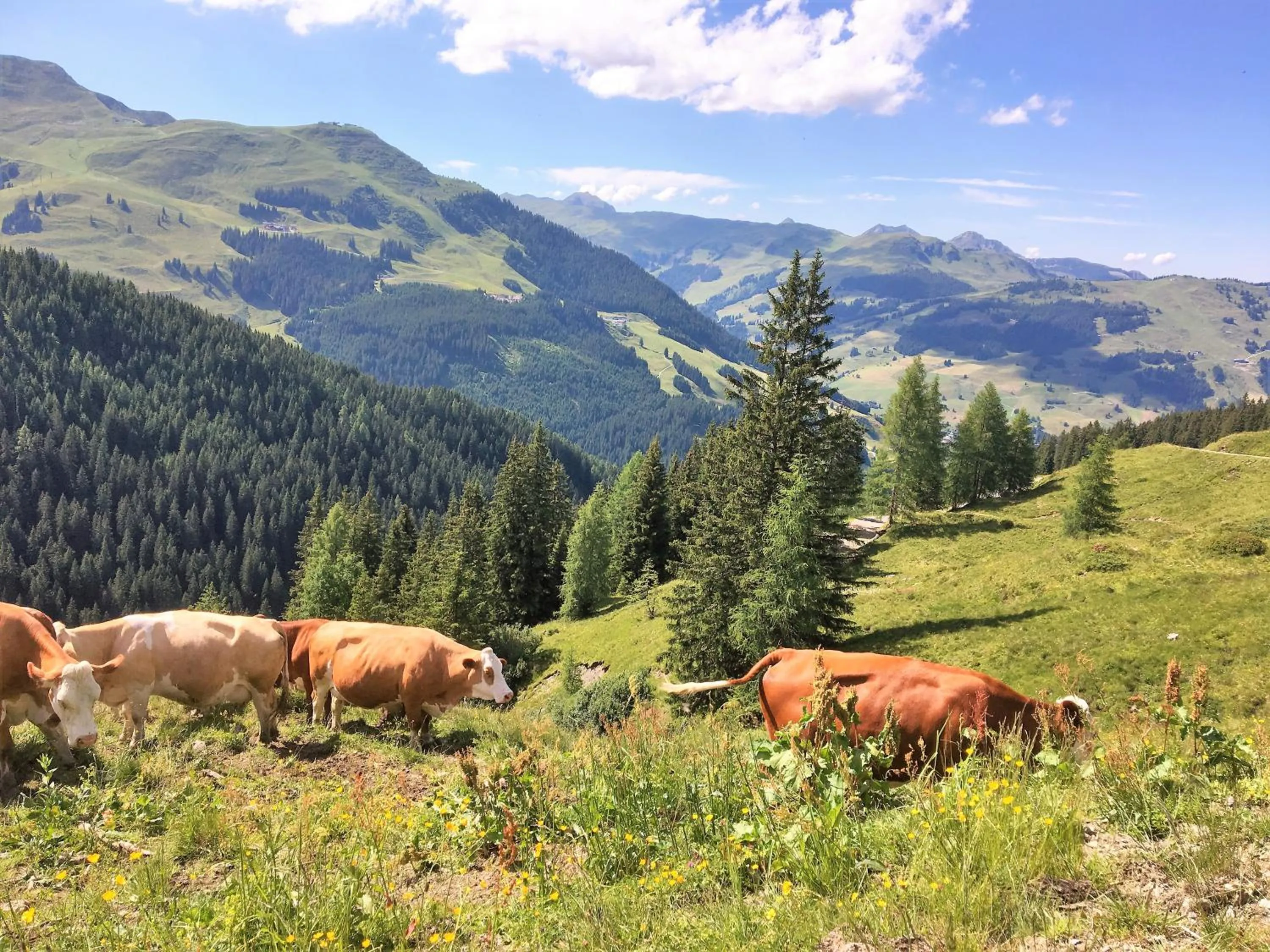Hiking in Am Zwölferkogel Appartements