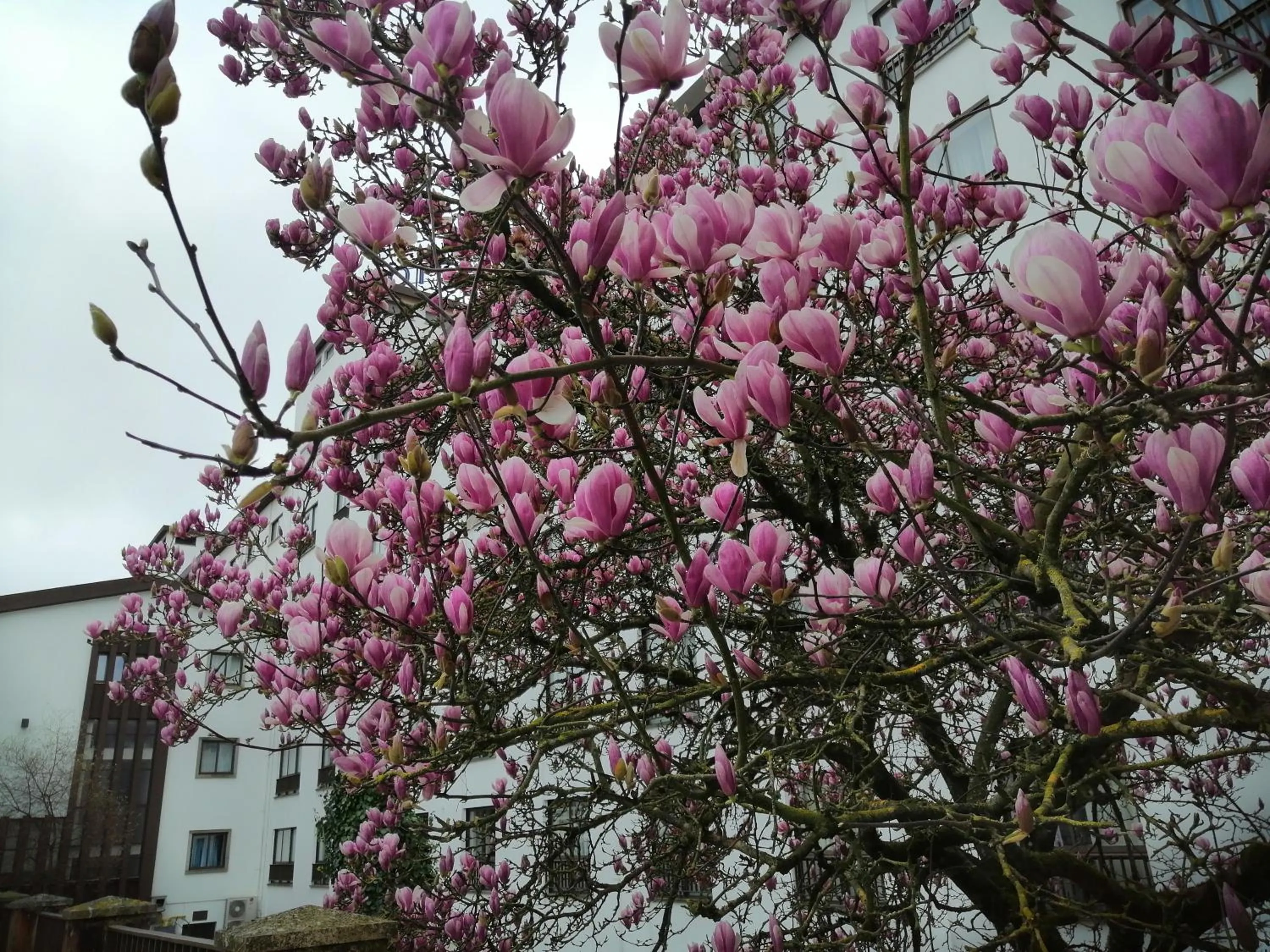 Floor plan in Steyler Fatima Hotel & Congress