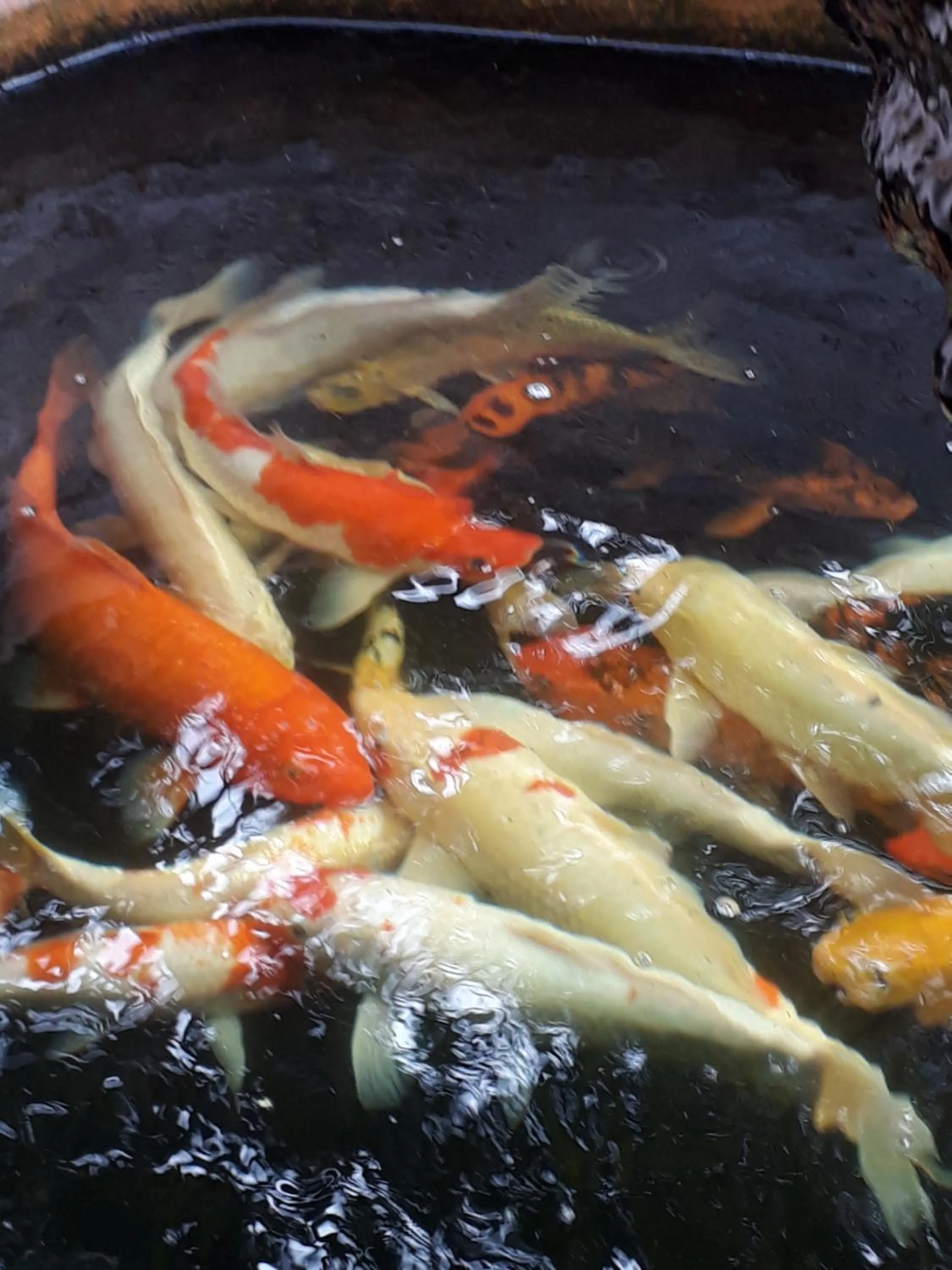 Animals in Pongsin Resort