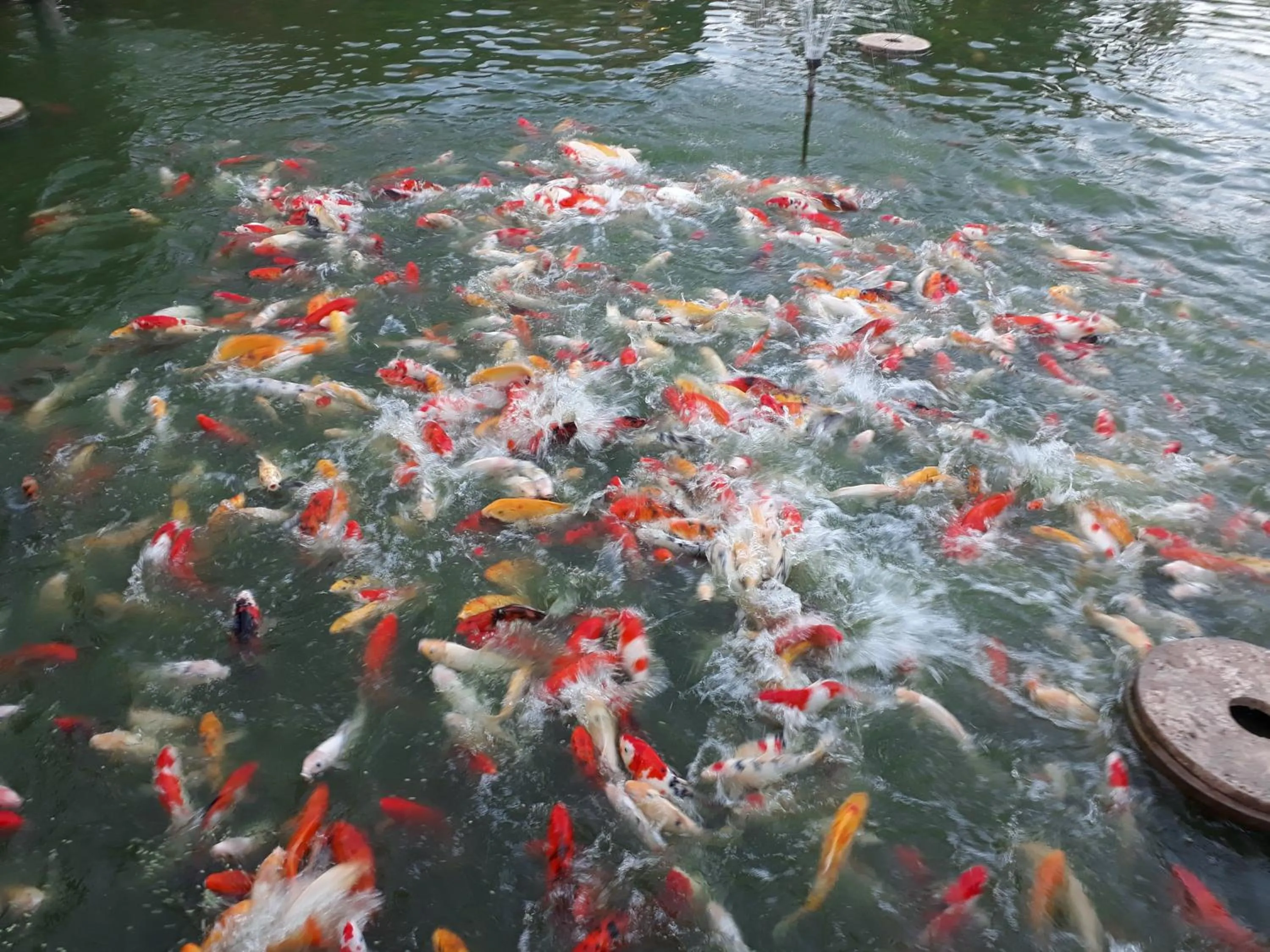 Animals in Pongsin Resort